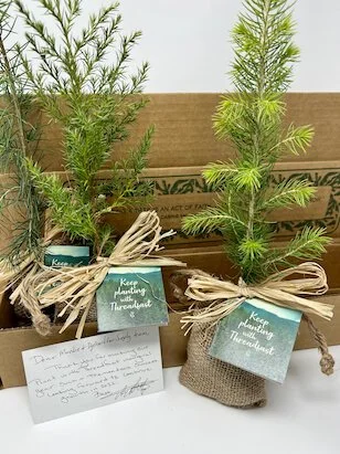Tree seedlings with Threadfast tag prepared as corporate gifts.
