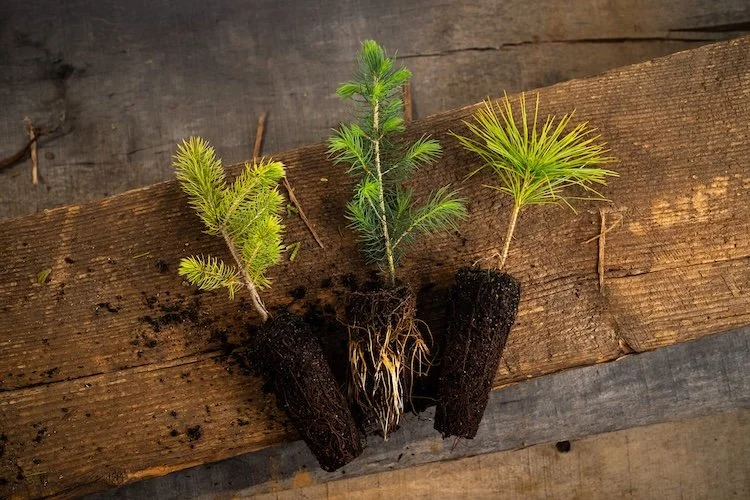 Bulk Seedlings