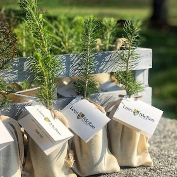 Tree seedlings with Lees-McRae College tag prepared for corporate gifting at an event.