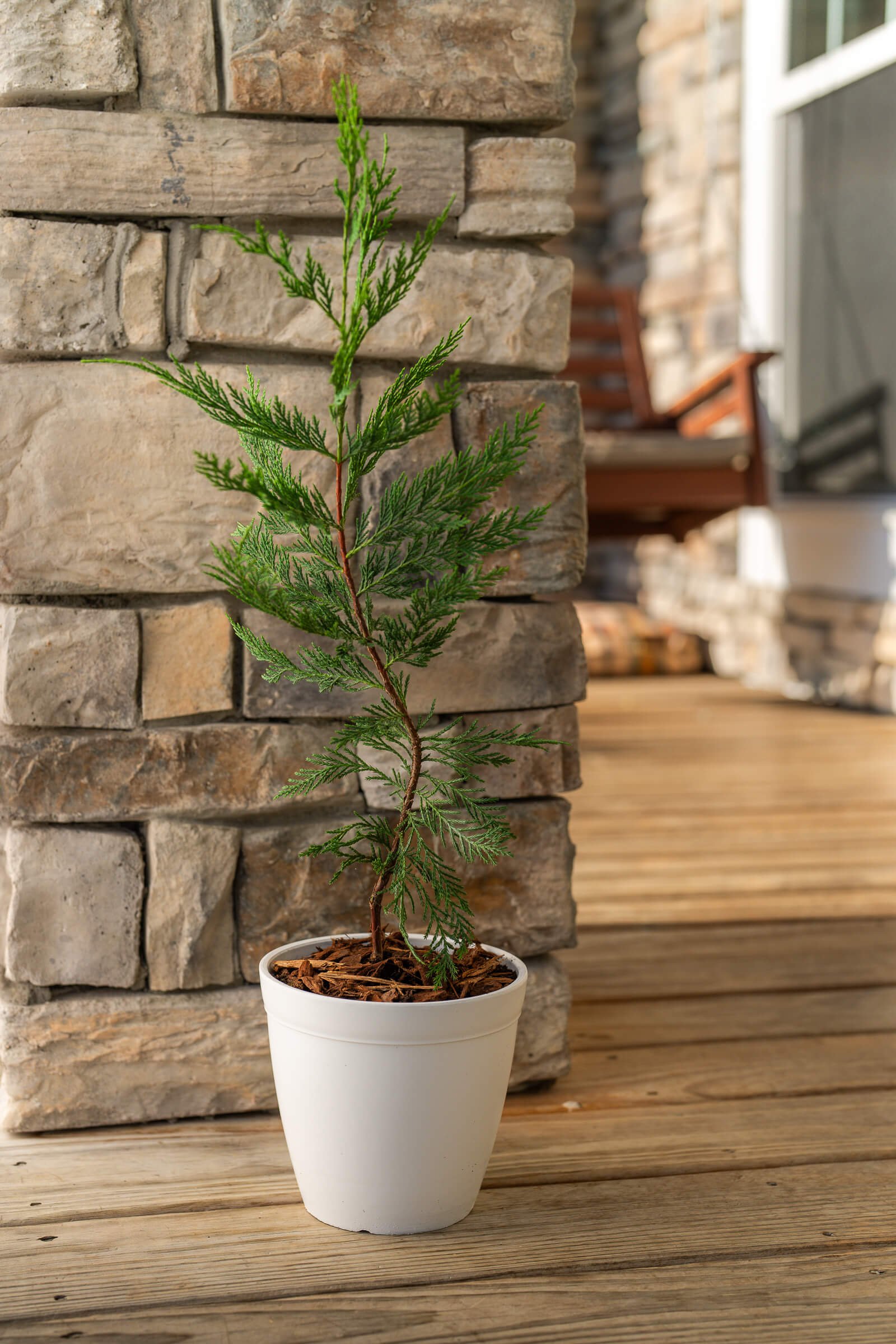 outdoor potted christmas tree-on-the-porch-little-saps-medium-holiday-gift-tree.jpeg