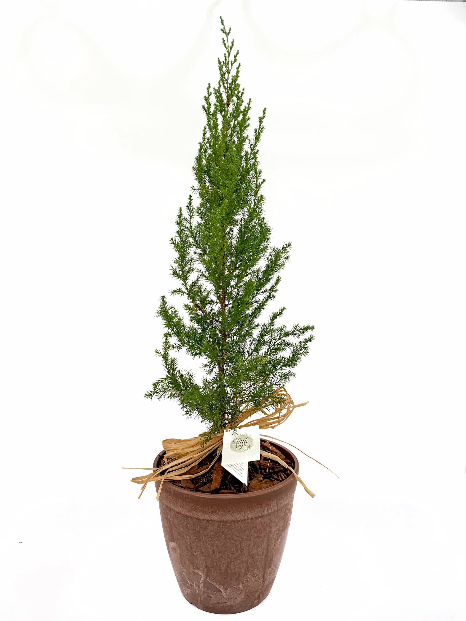 Large Sapling in Terracotta Pot