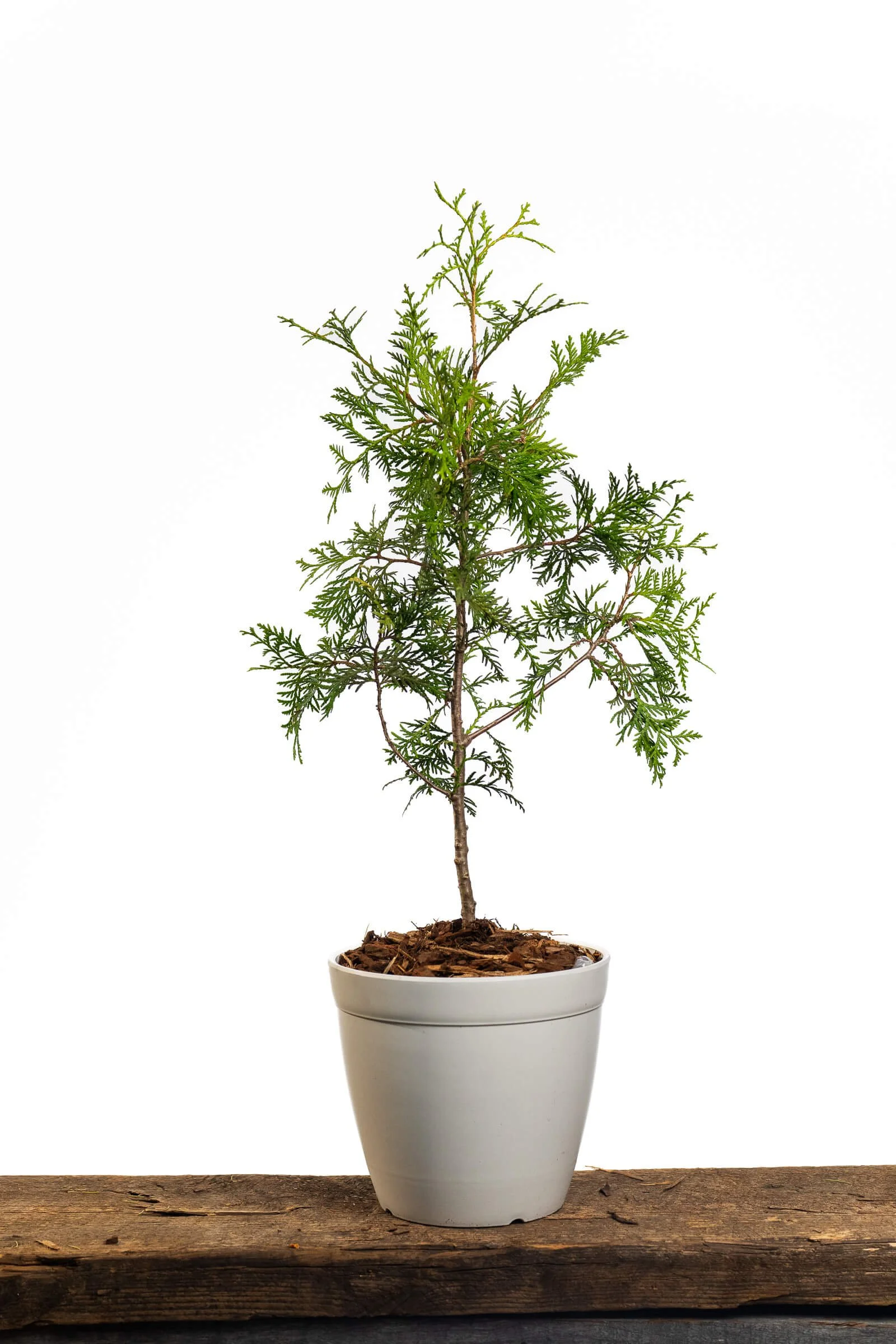 Large Sapling in White Pot