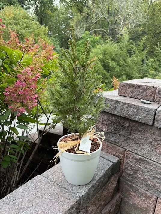 Small potted evergreen tree on a brick wall, with pink flowering bush and green trees in the background.