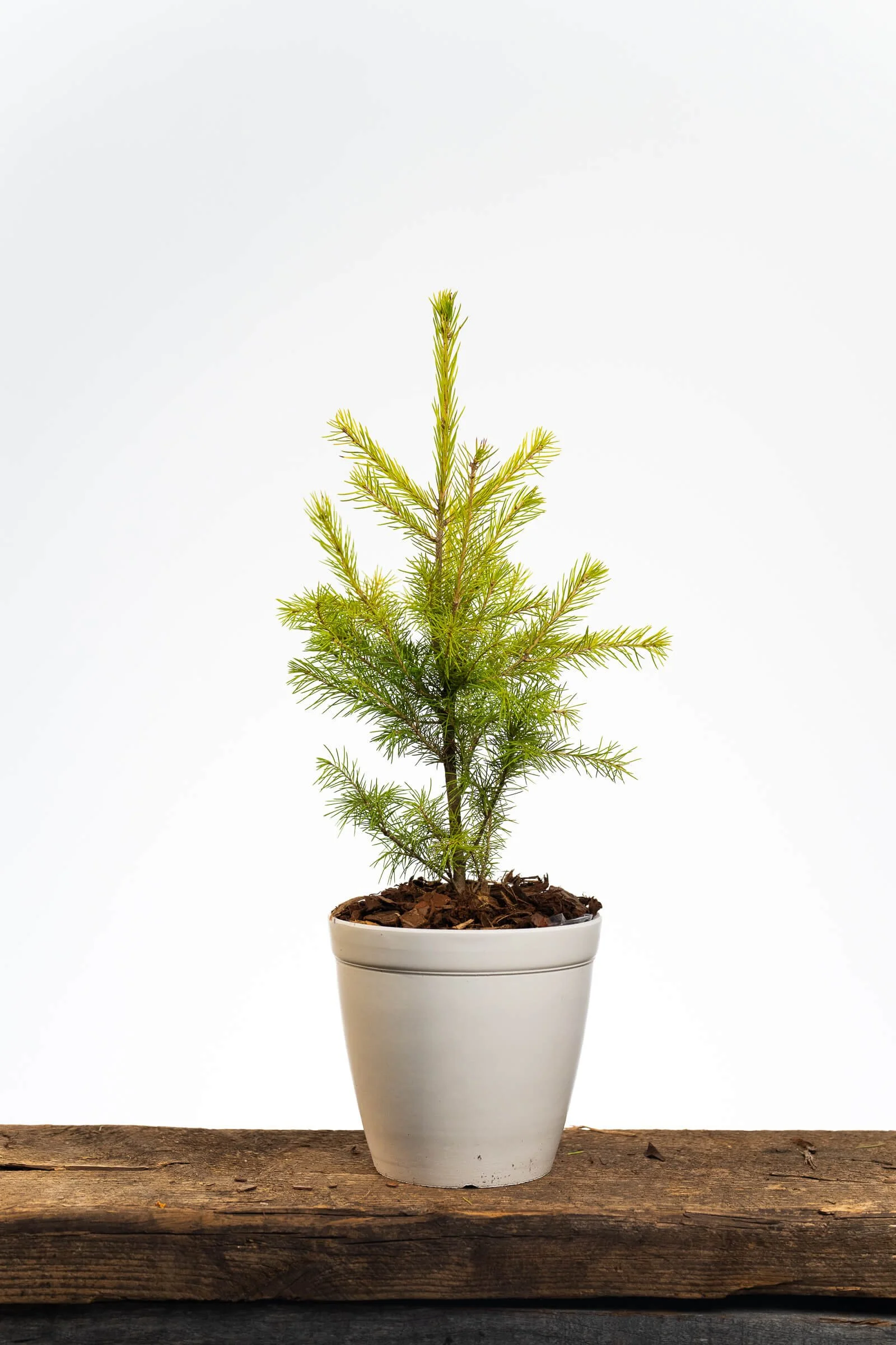 Medium Sapling in White Pot