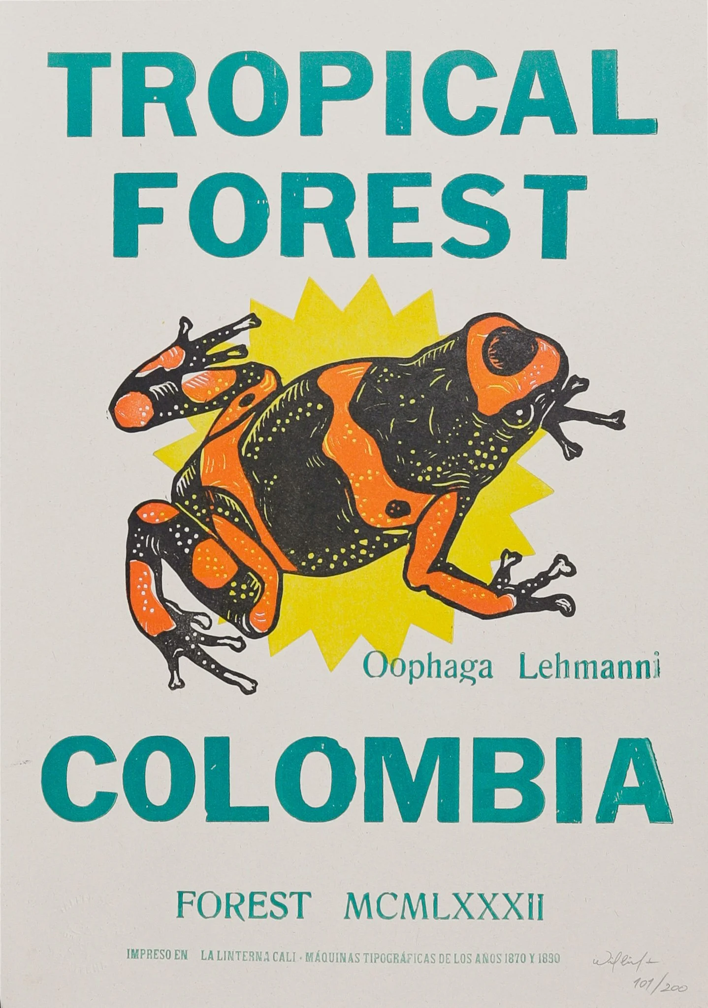 Tropical Forest by La Linterna