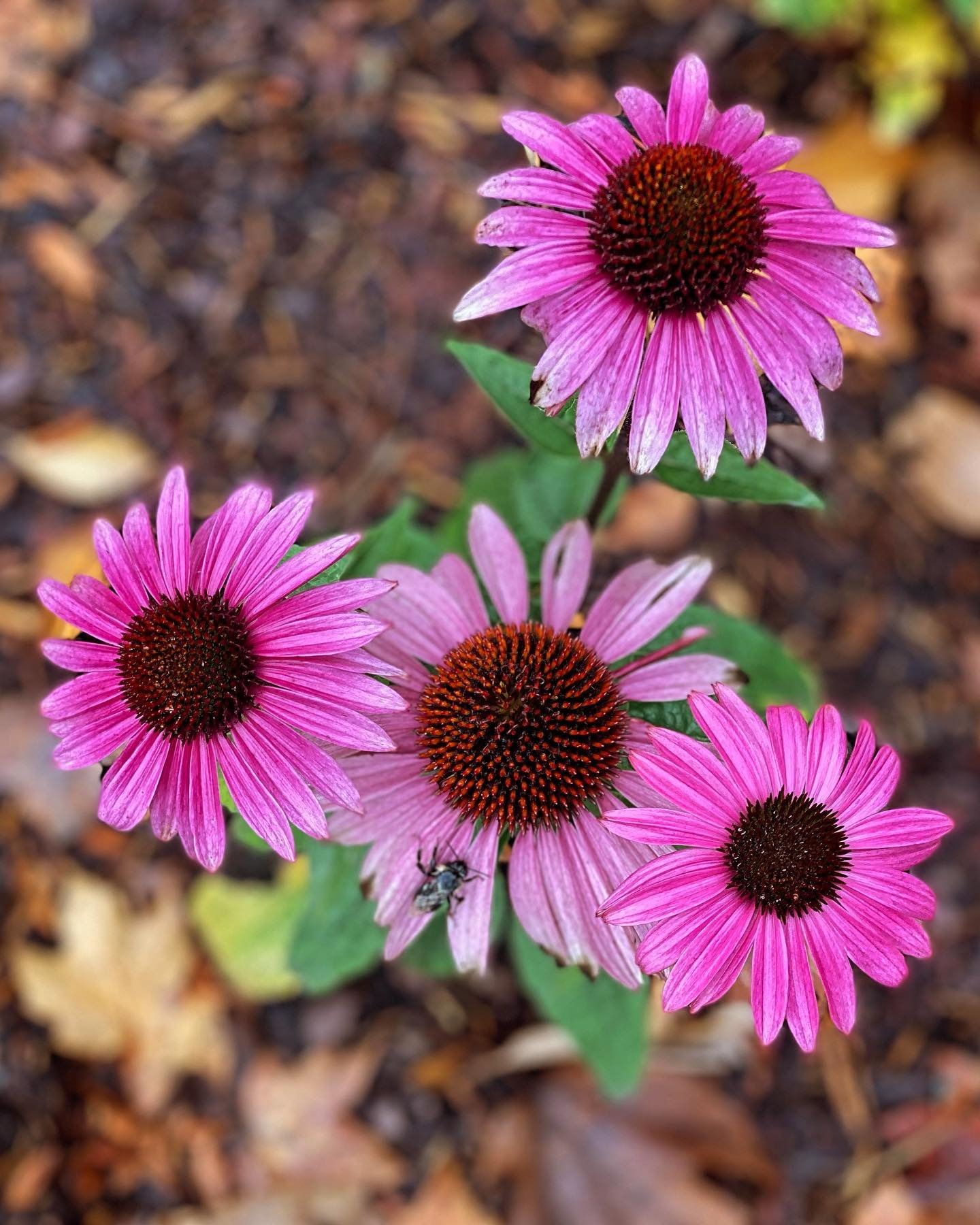 we&rsquo;ve turned the seasonal corner &amp; are officially preparing our gardens for winter. we like to leave coneflower heads &amp; other seed heads up for our local critters to munch on during the colder months. 🐦