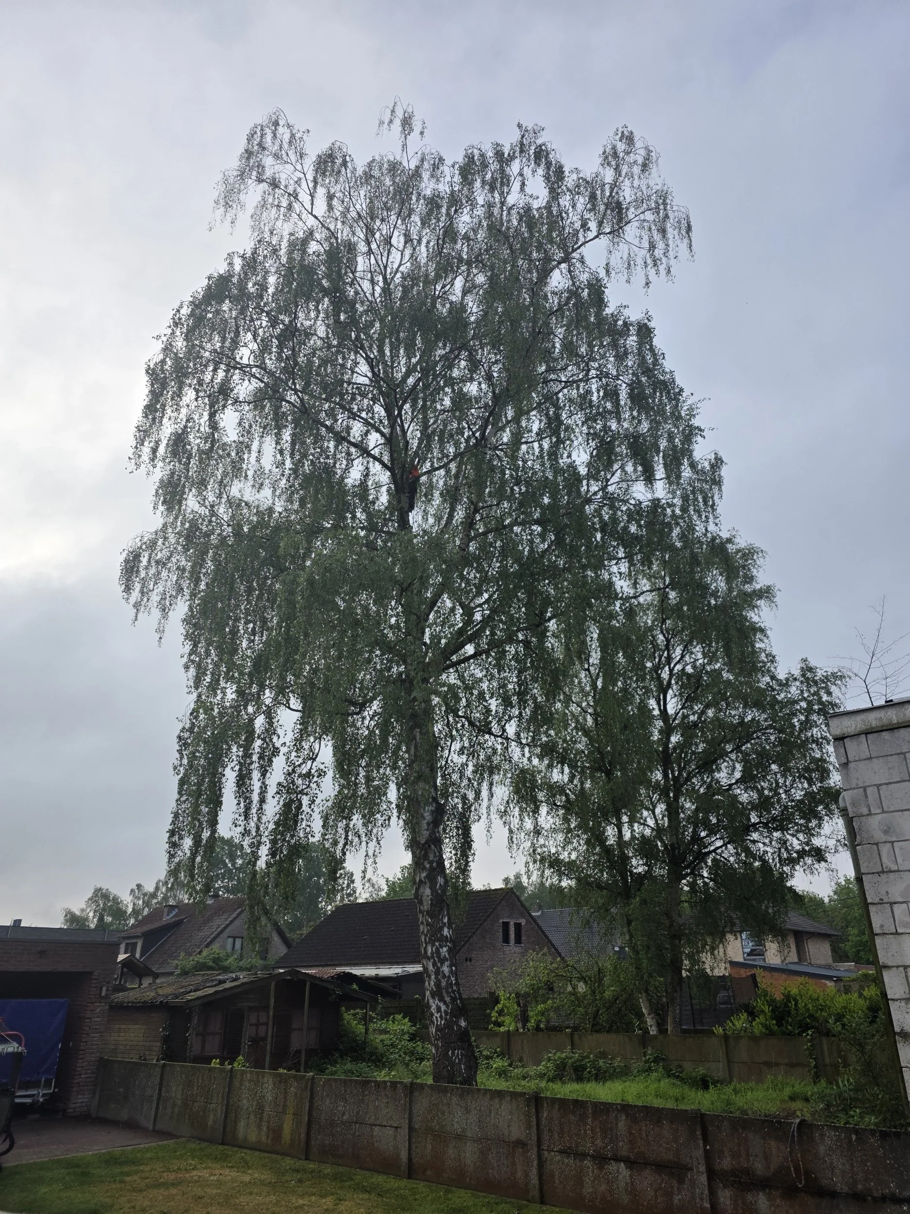 Een grote boom met een witte stam die moet gedemonteerd worden.