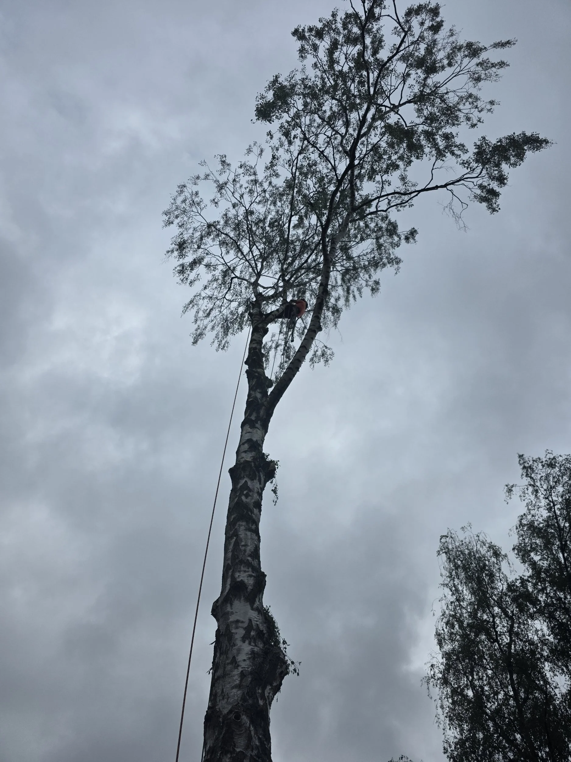 Boomverzorger klimt in de boom tijdens het demonteren van takken door middel van touwtechnieken