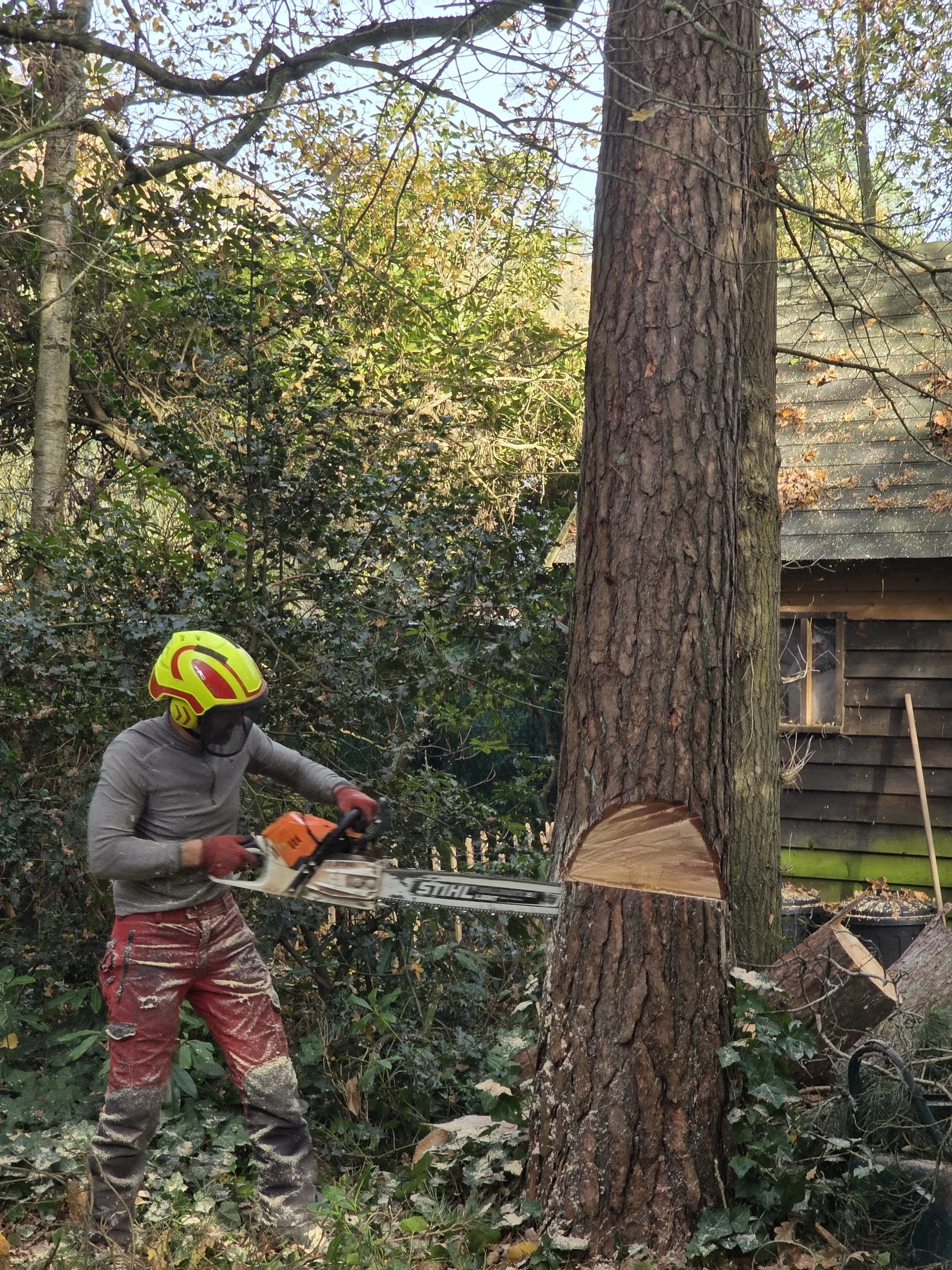 vellen van boom naast tuinhuis in lichtaart