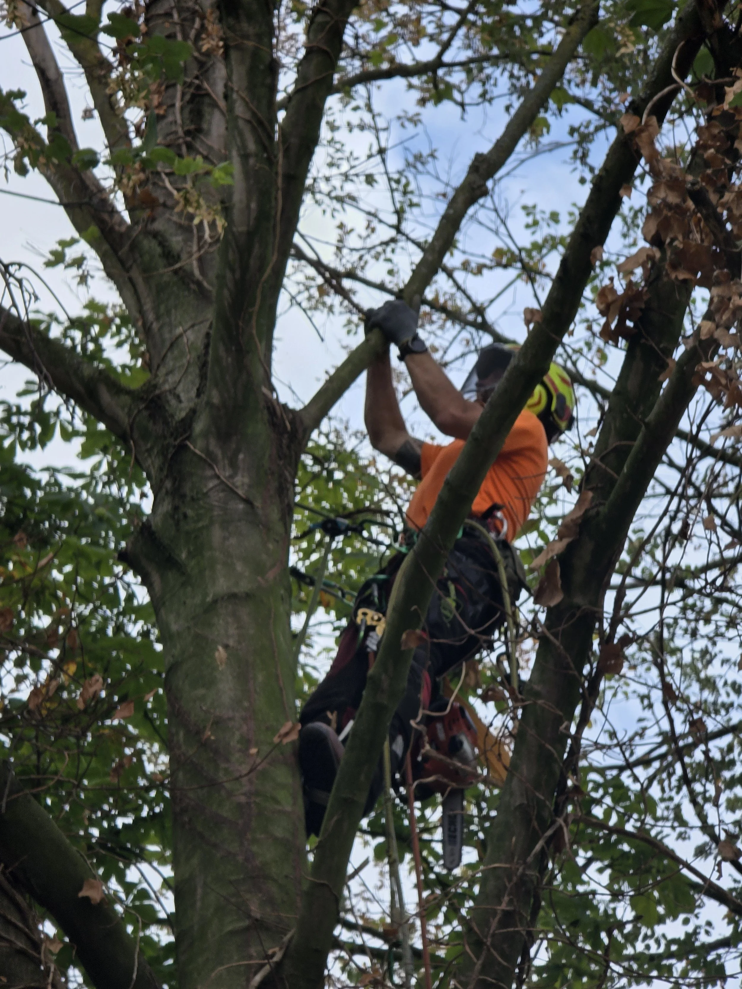 Boomverzorger, gekleed in een oranje shirt en zwart met rood gekleurde broeken, met klimuitrusting klimt in de boom voor snoeiwerken
