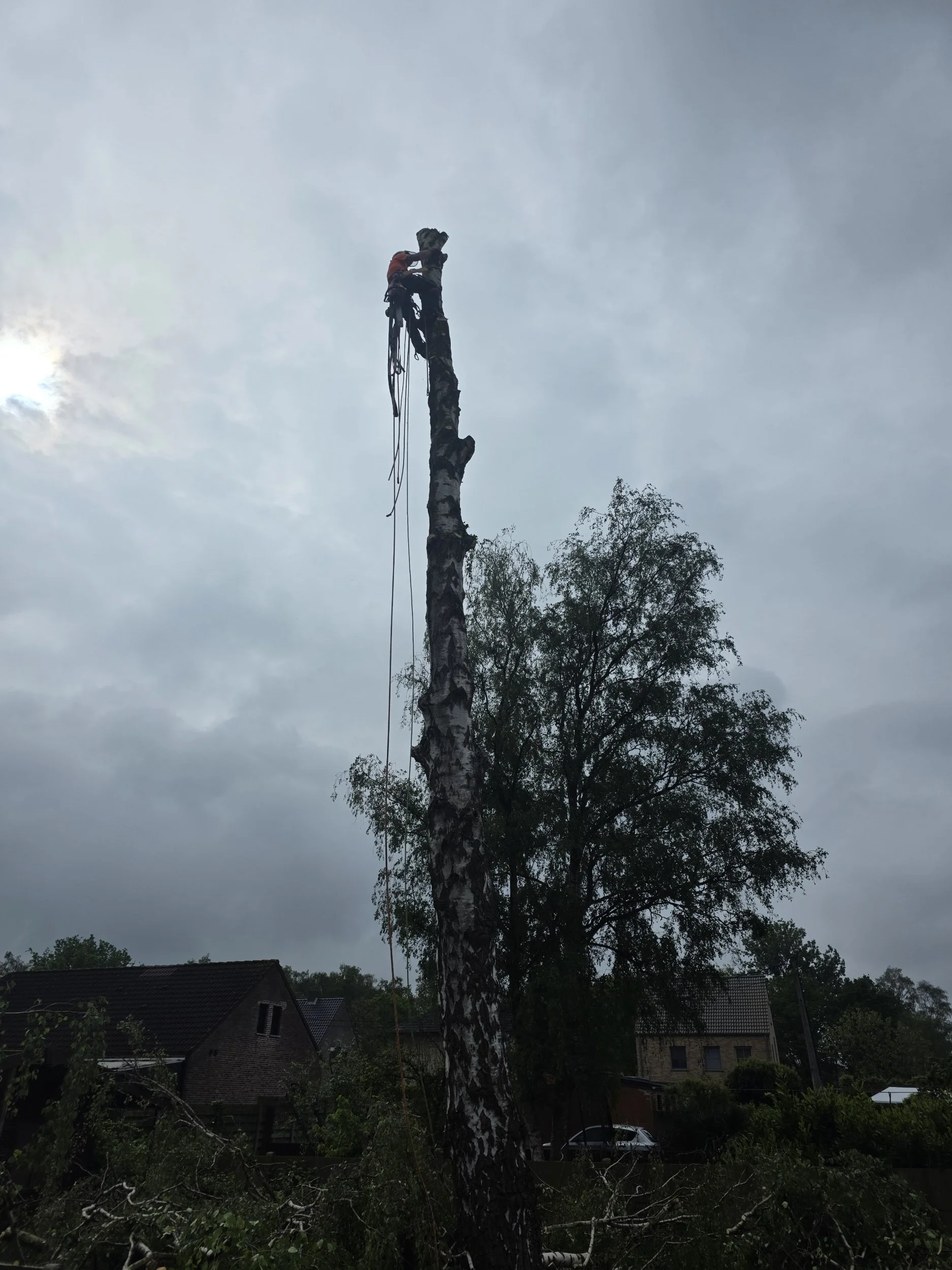 Boomverzorger die boven op de stam van een boom staat. De kruin is al volledig in stukken naar beneden gelaten.