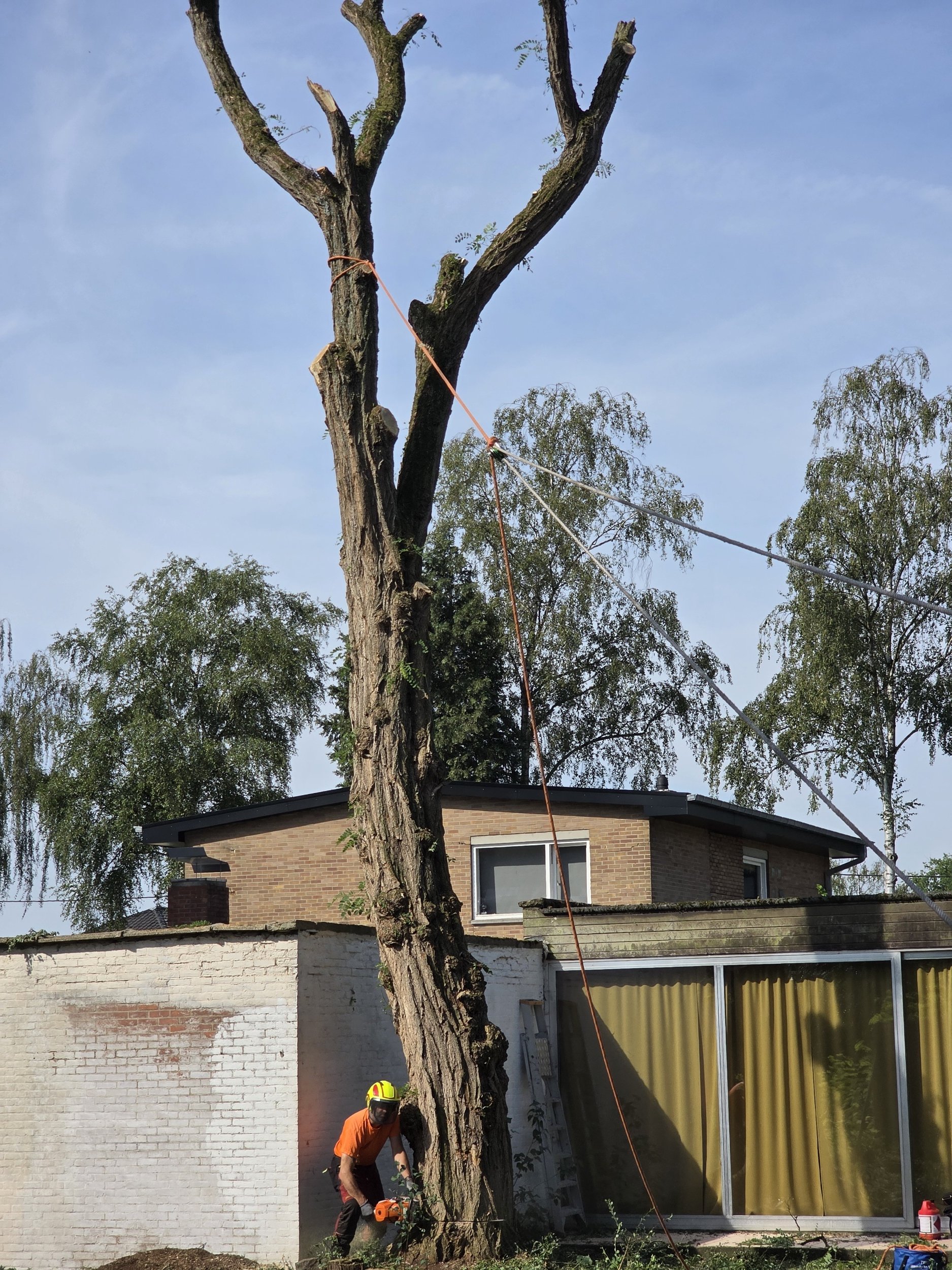 Houthakker velt grote dode boom, naast woning en tuinhuis
