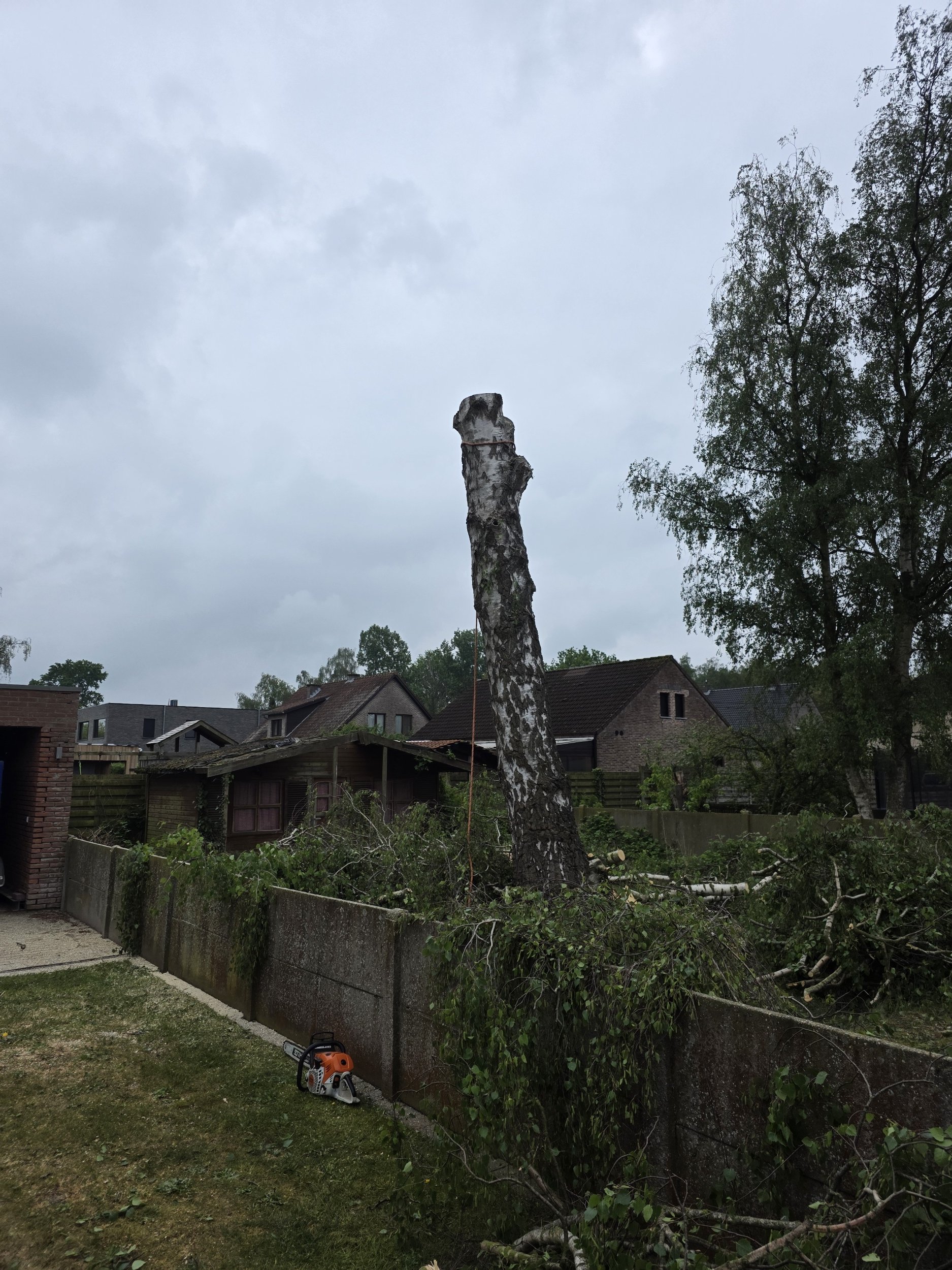 Een tuin met een stuk stam van een grotendeels gedemonteerde boom en takken op de grond, een kettingzaag ligt op de rand van een muur, achter het hek een rij huizen.