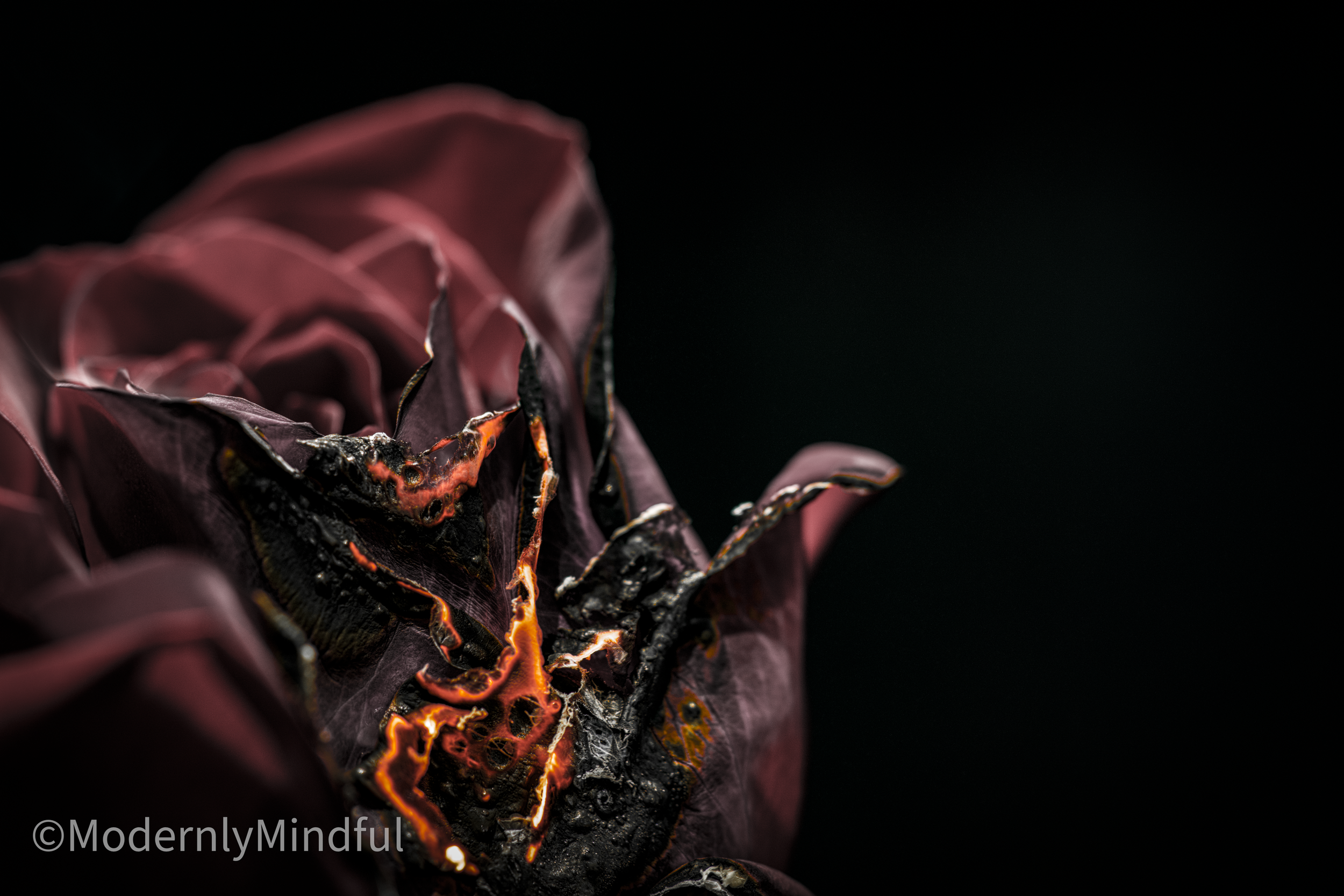 Rite of Flowers-02.png