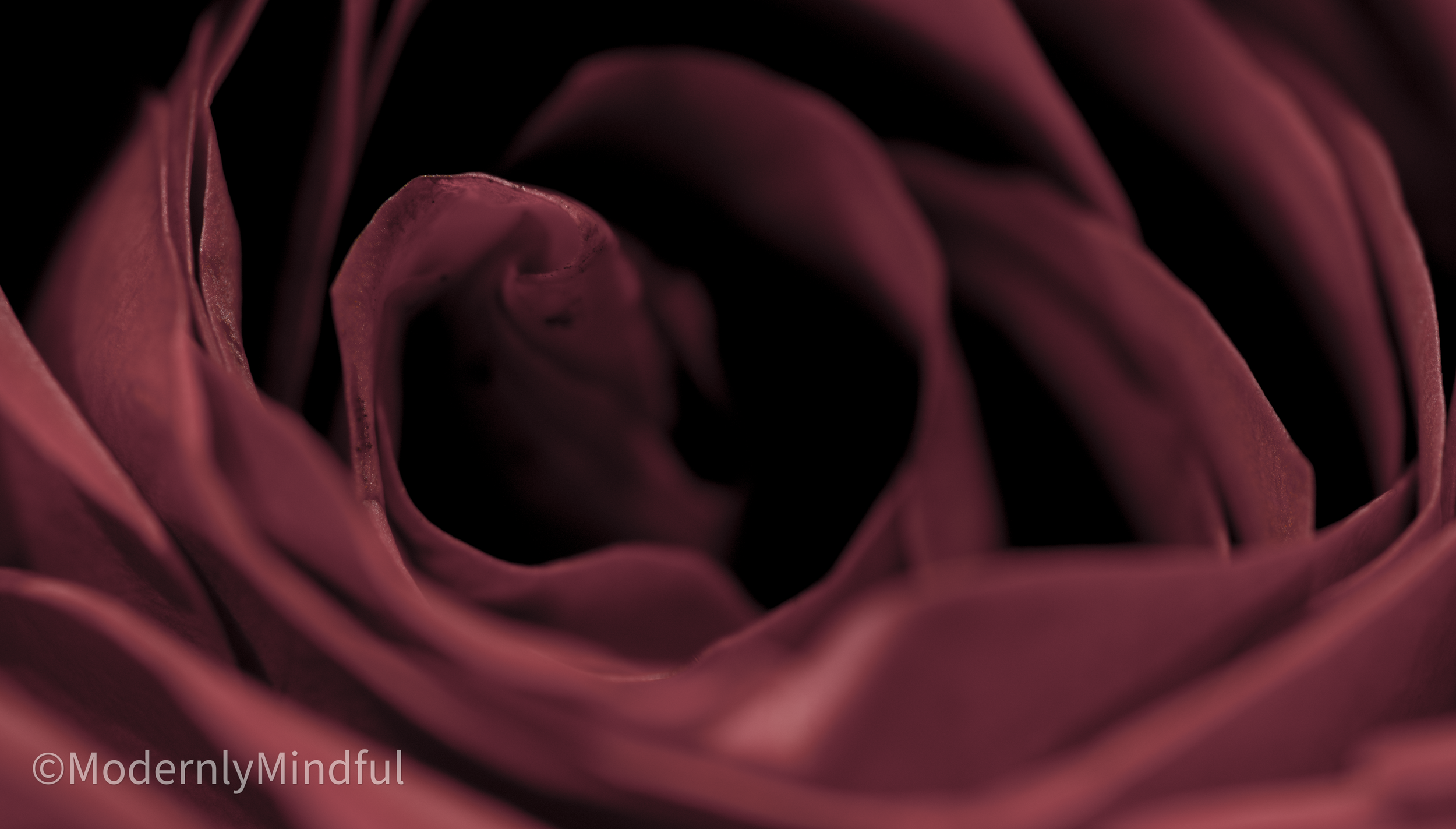 Rite of Flowers-08.png