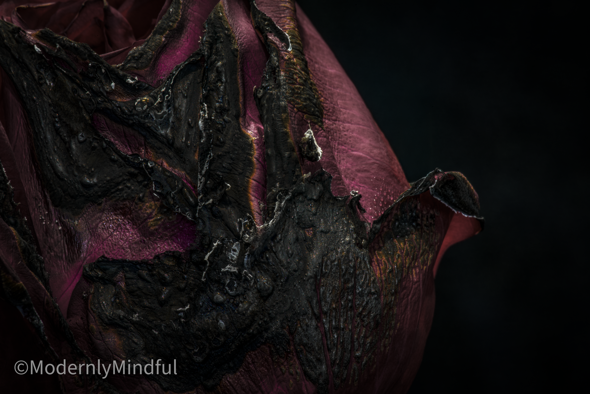 Rite of Flowers-06.png