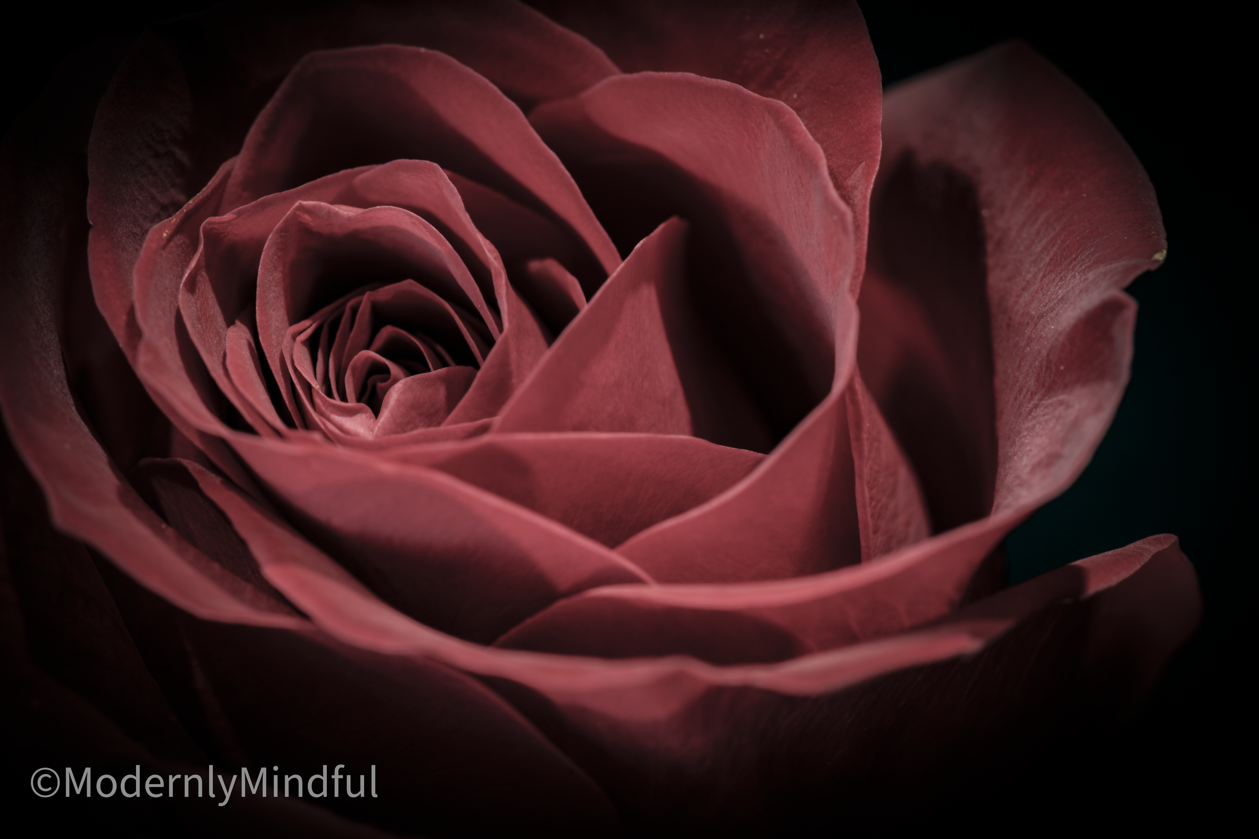 Rite of Flowers-07.png