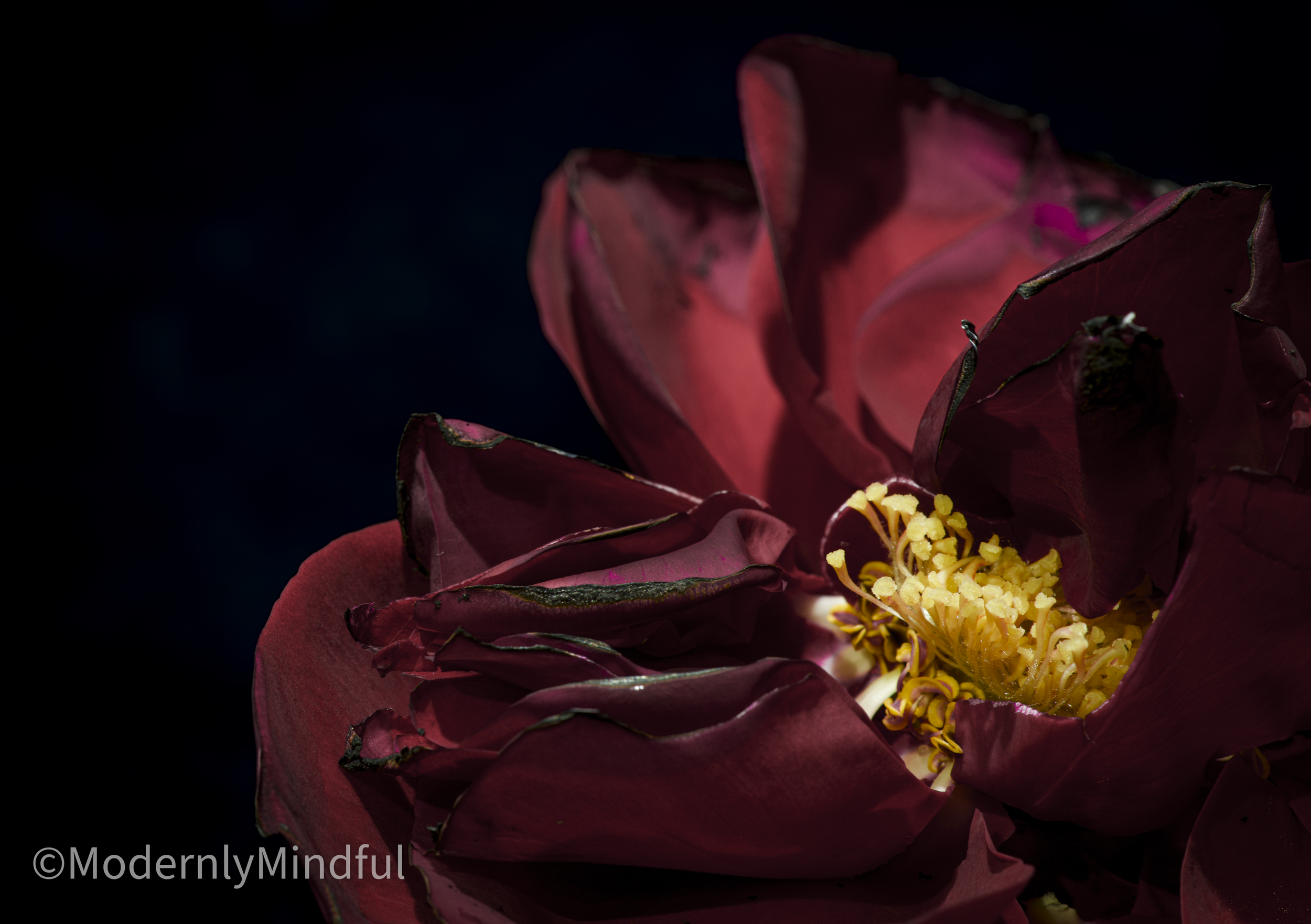 Rite of Flowers-14.png