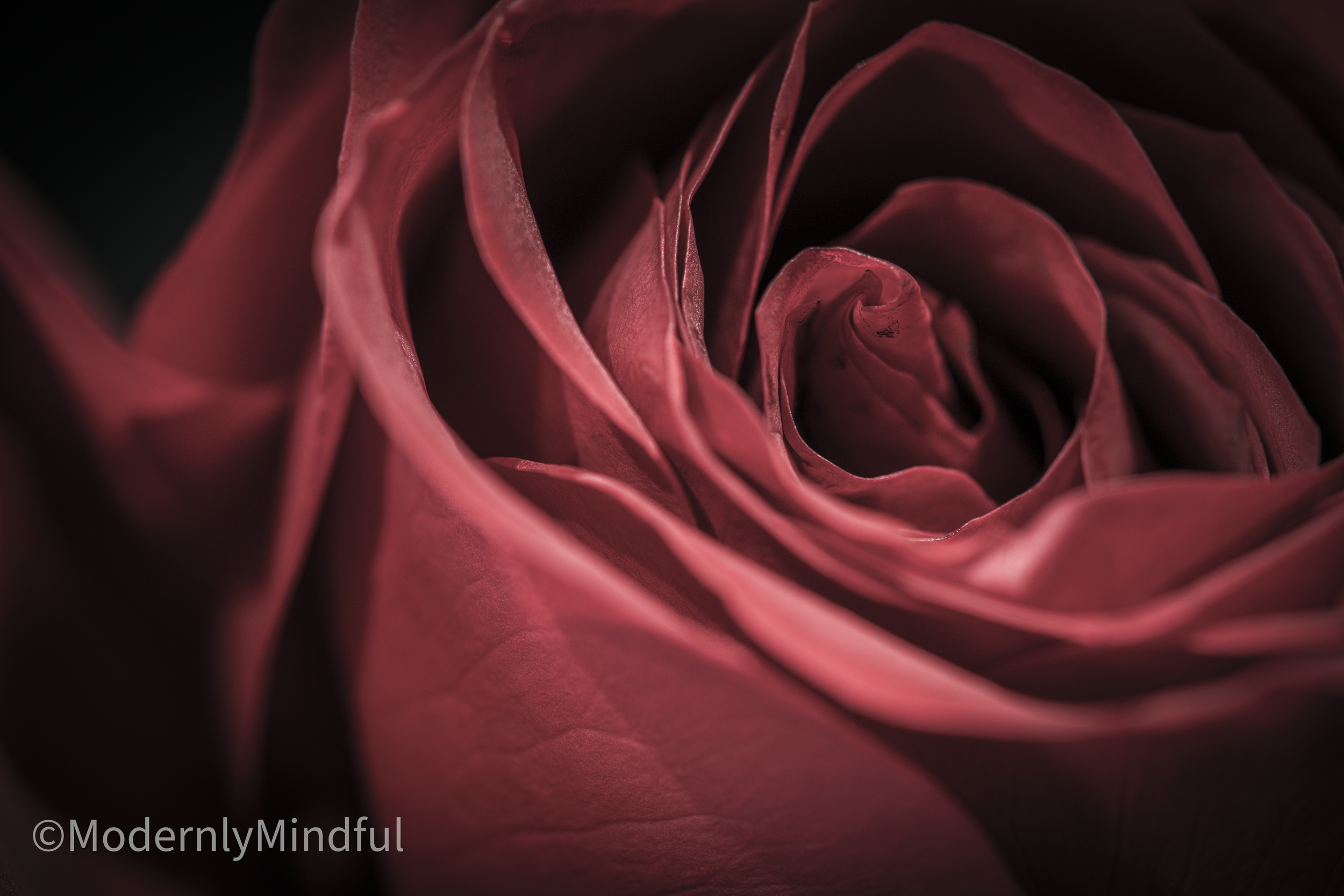 Rite of Flowers-01.png