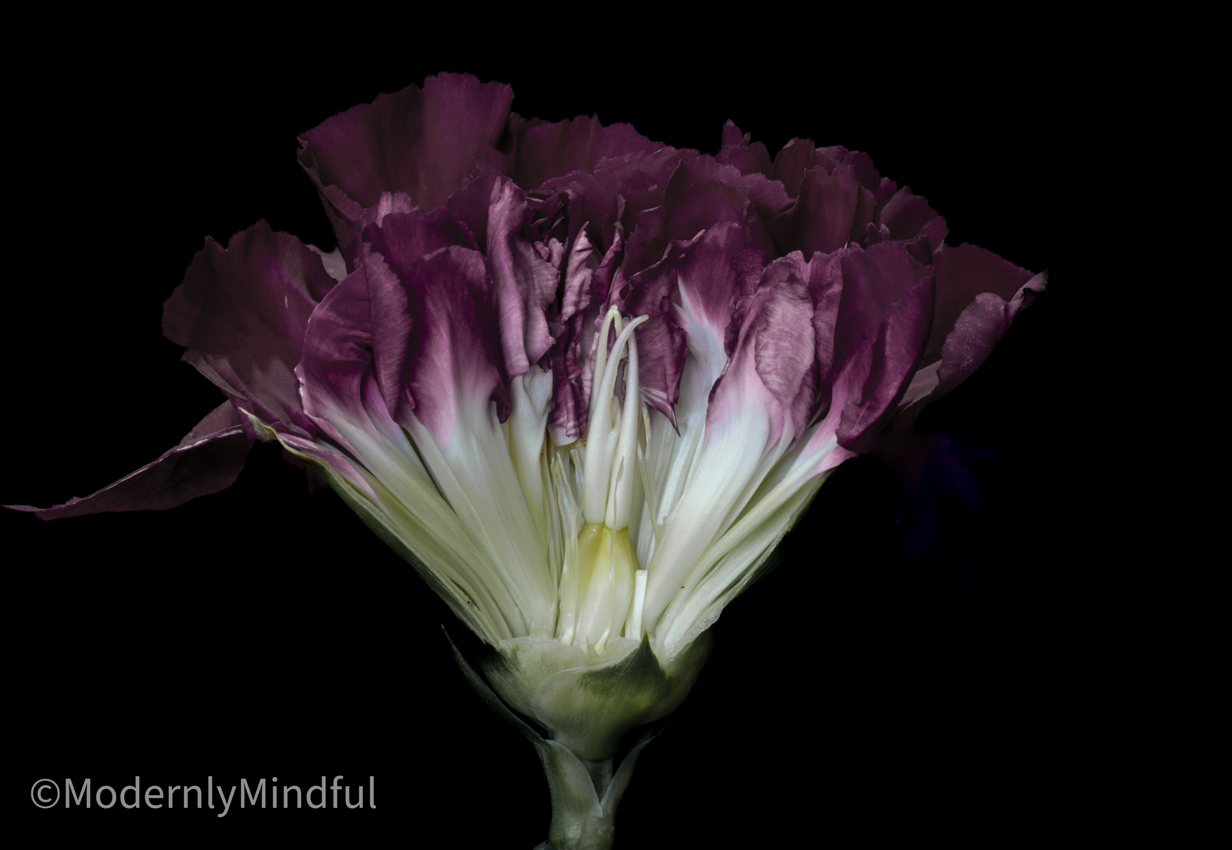 Rite of Flowers-16.png