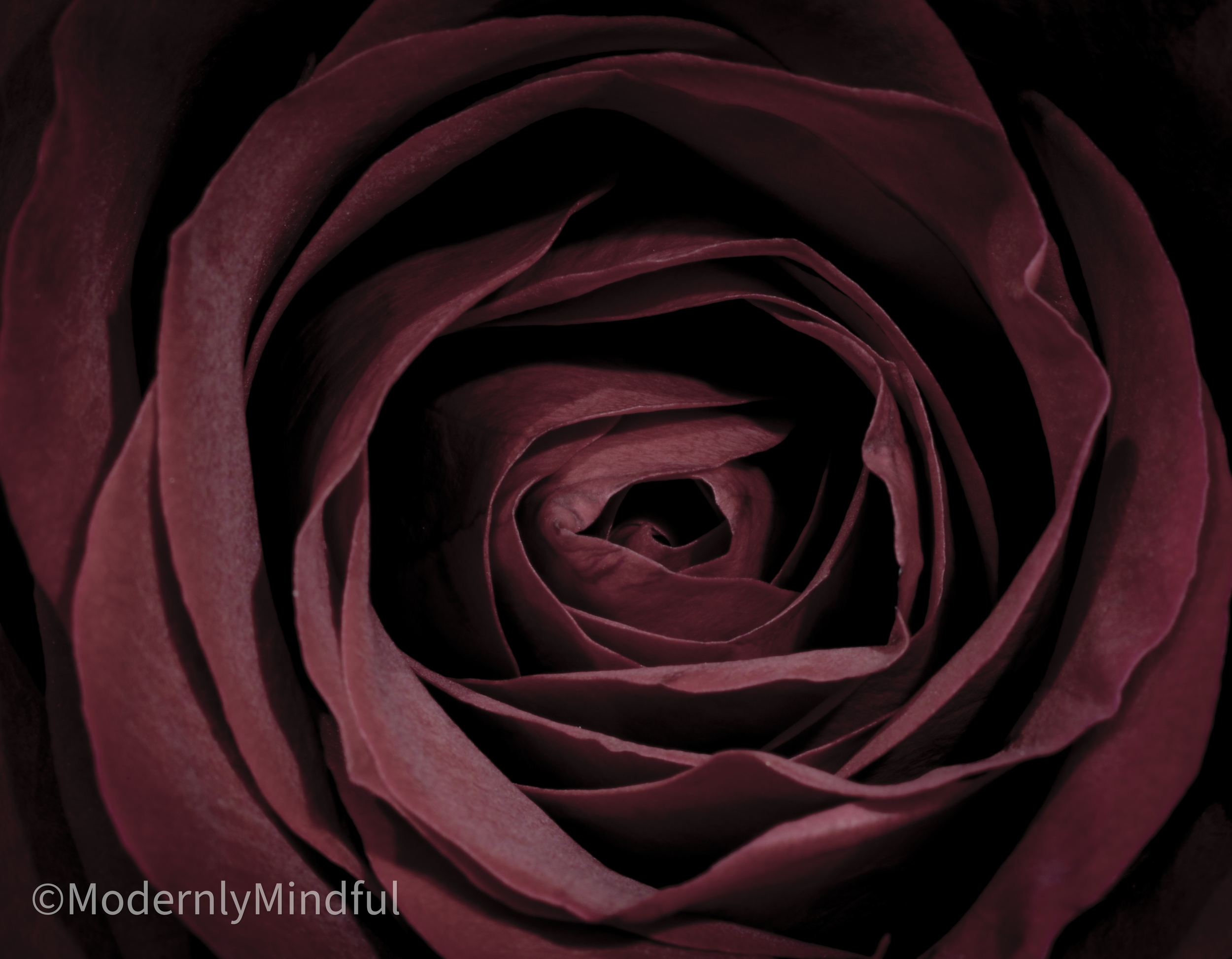 Rite of Flowers-18.png