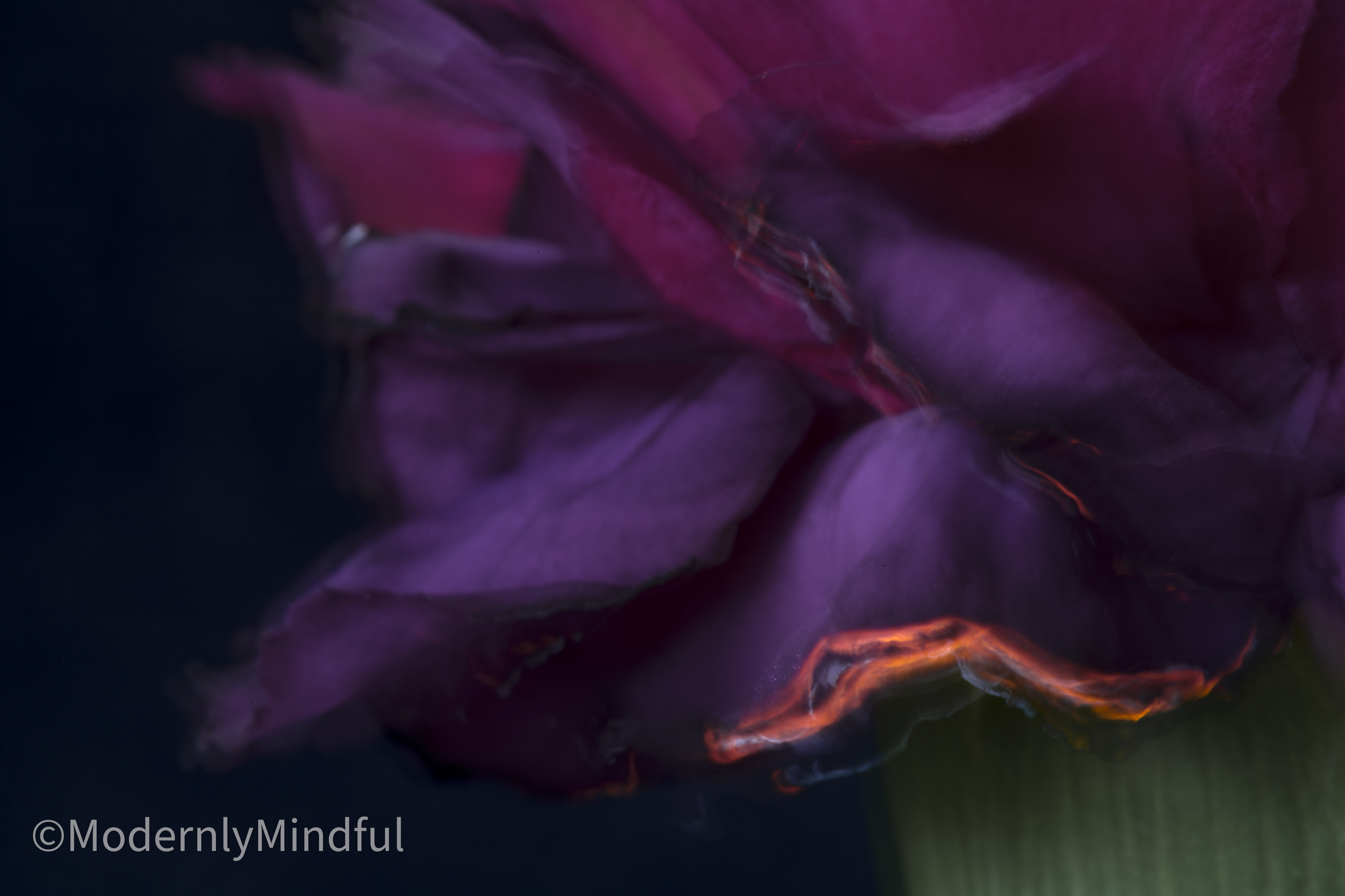 Rite of Flowers-04.png