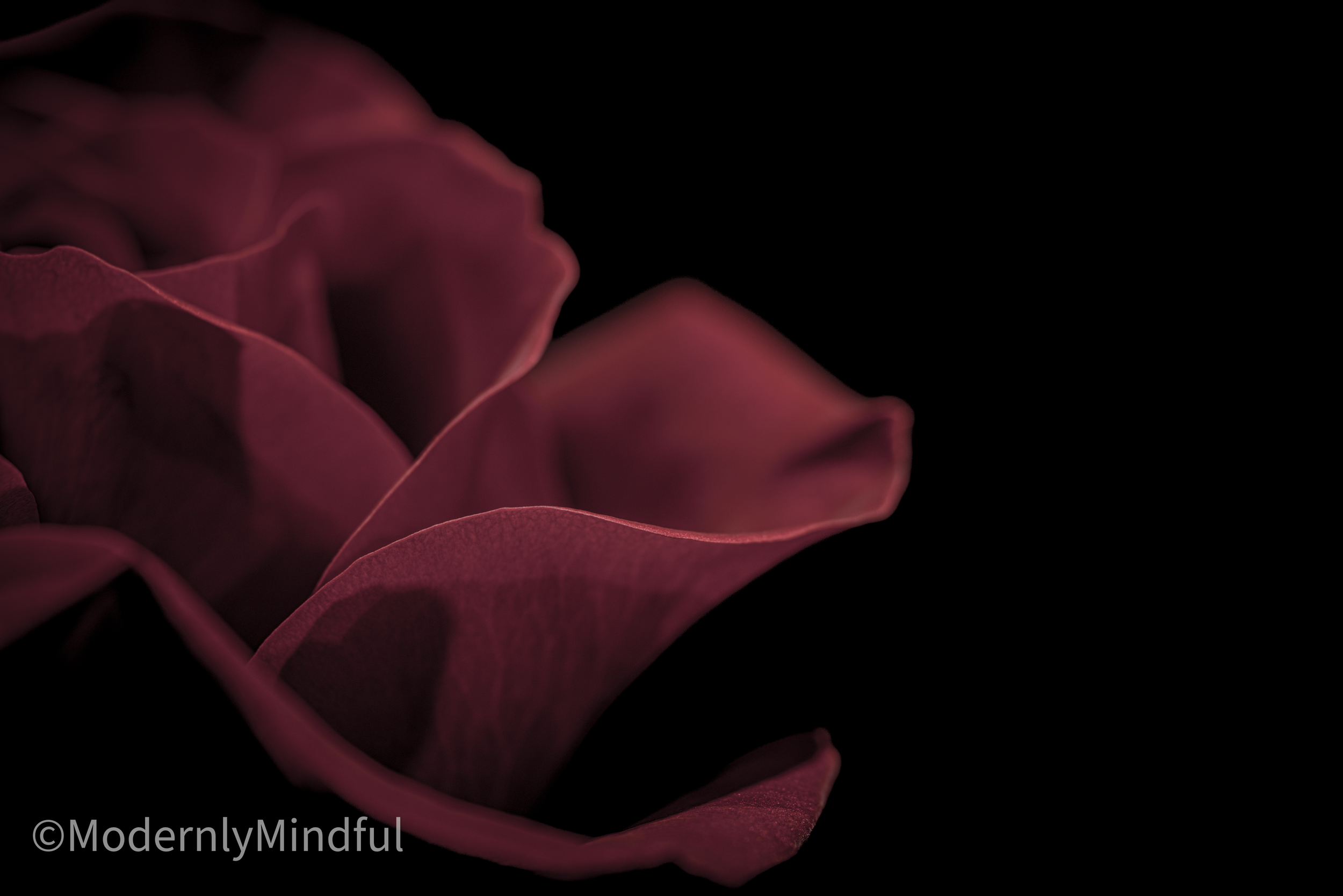 Rite of Flowers-05.png