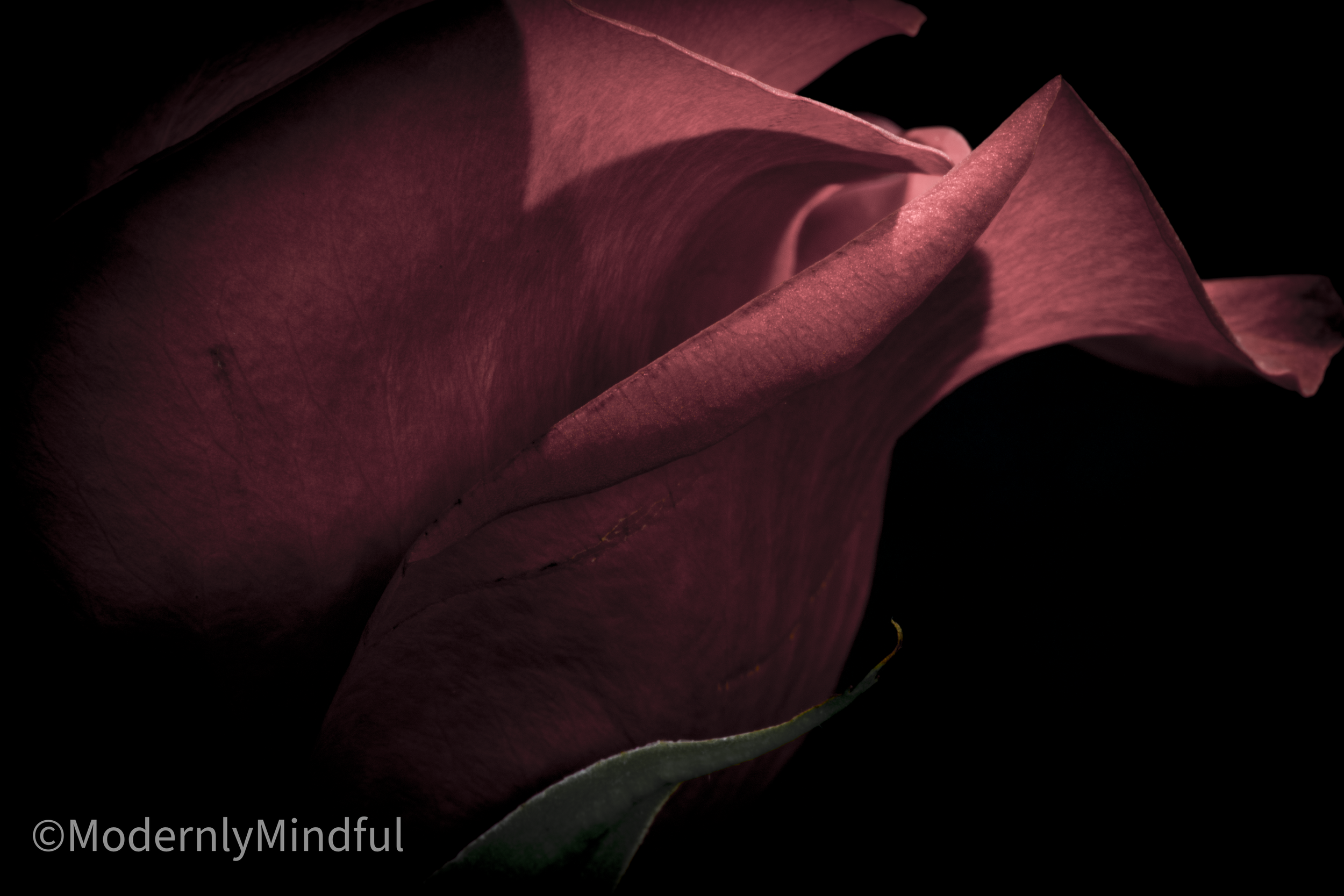 Rite of Flowers-09.png