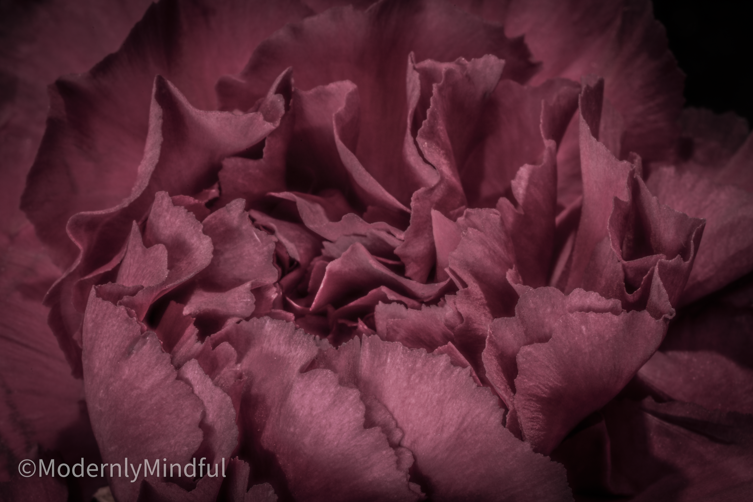 Rite of Flowers-17.png