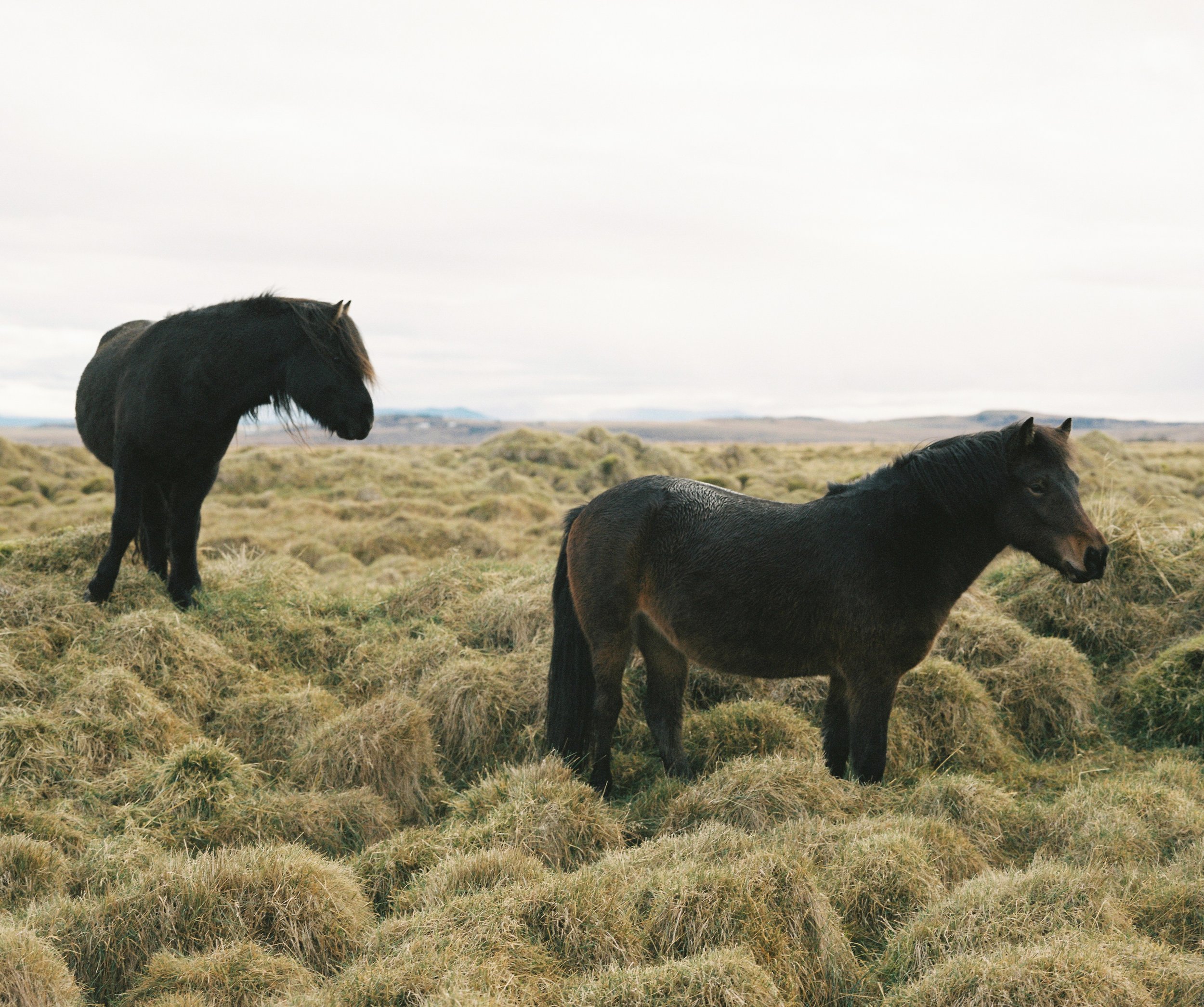 Against the Wind