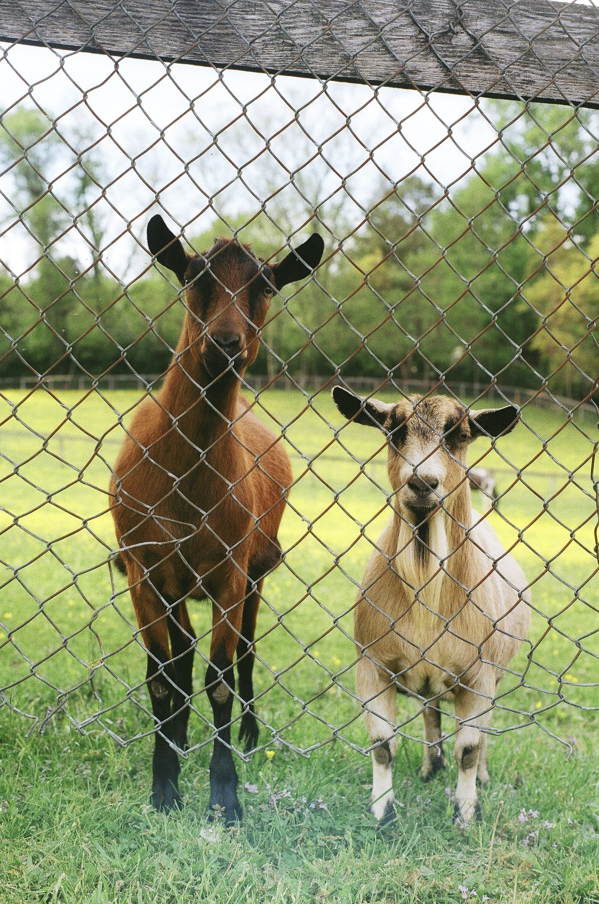 American Goat-Gothic