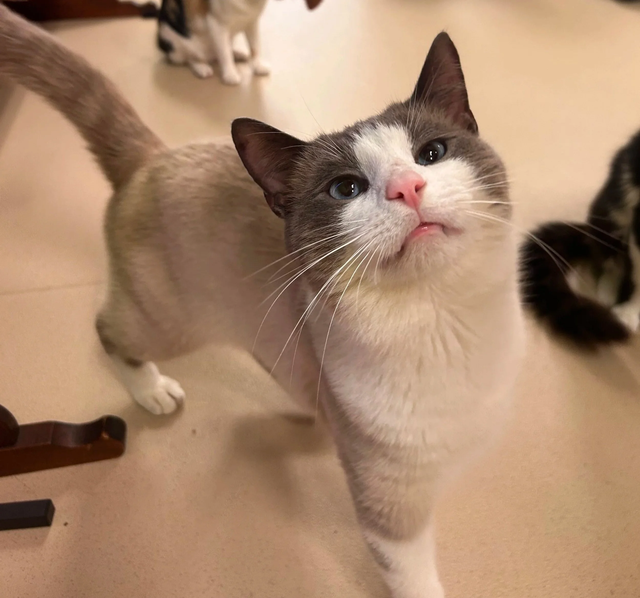 Adopted!!