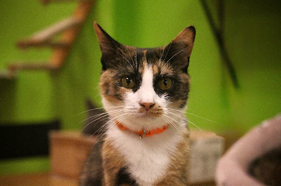 Tulip