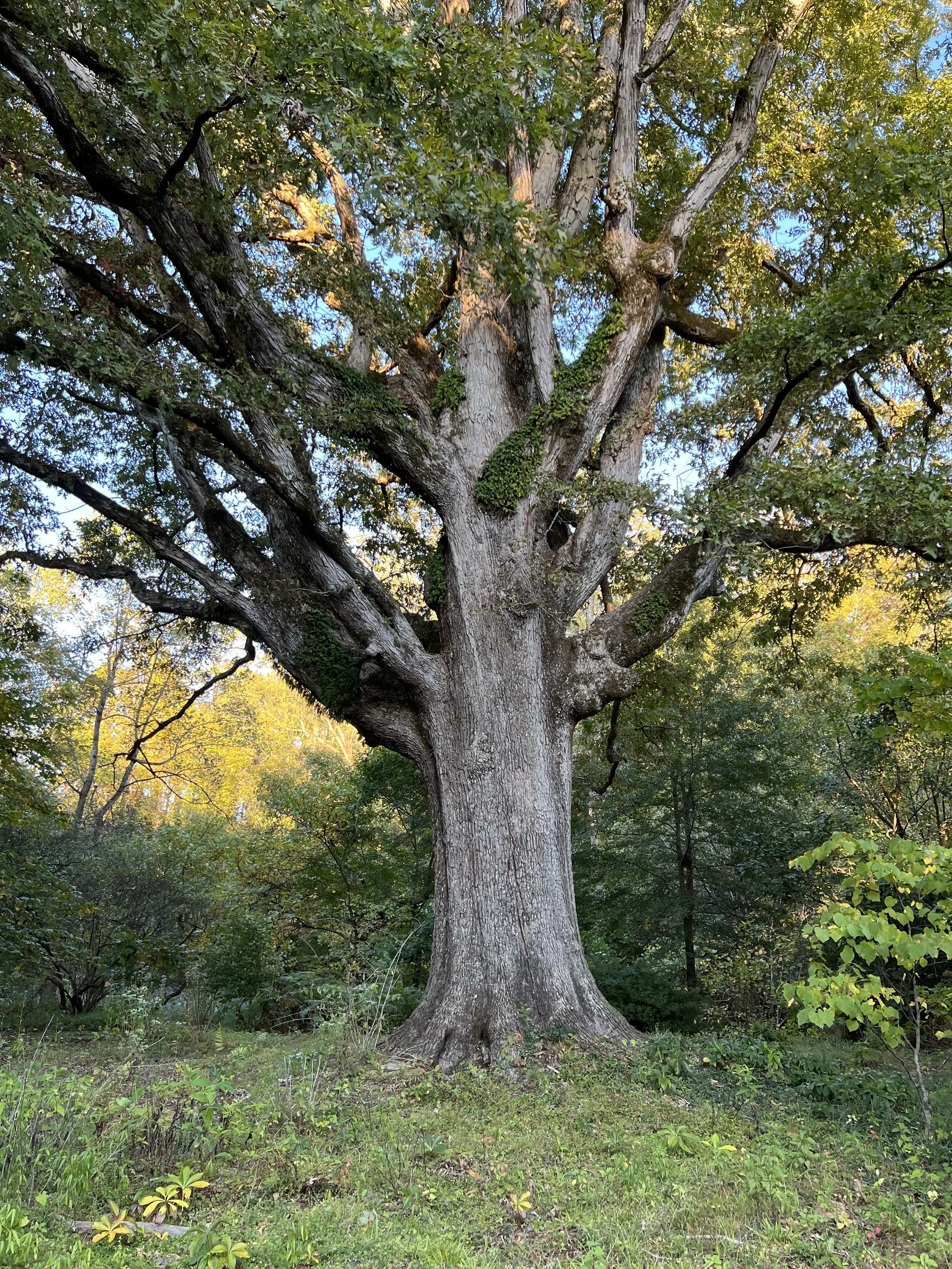 Sandy Springs Eco-Stewards Volunteer Event