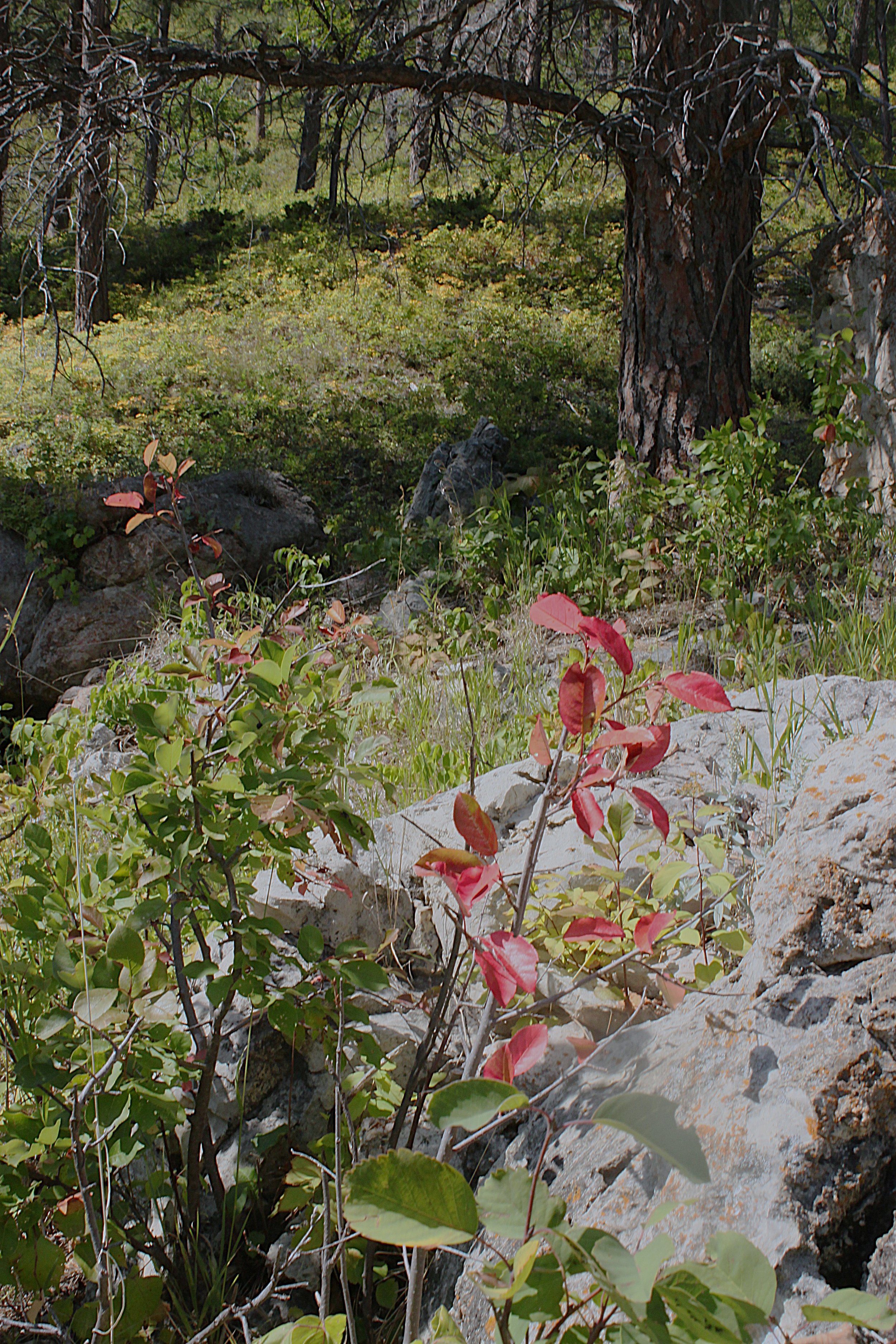 Canyon Understory