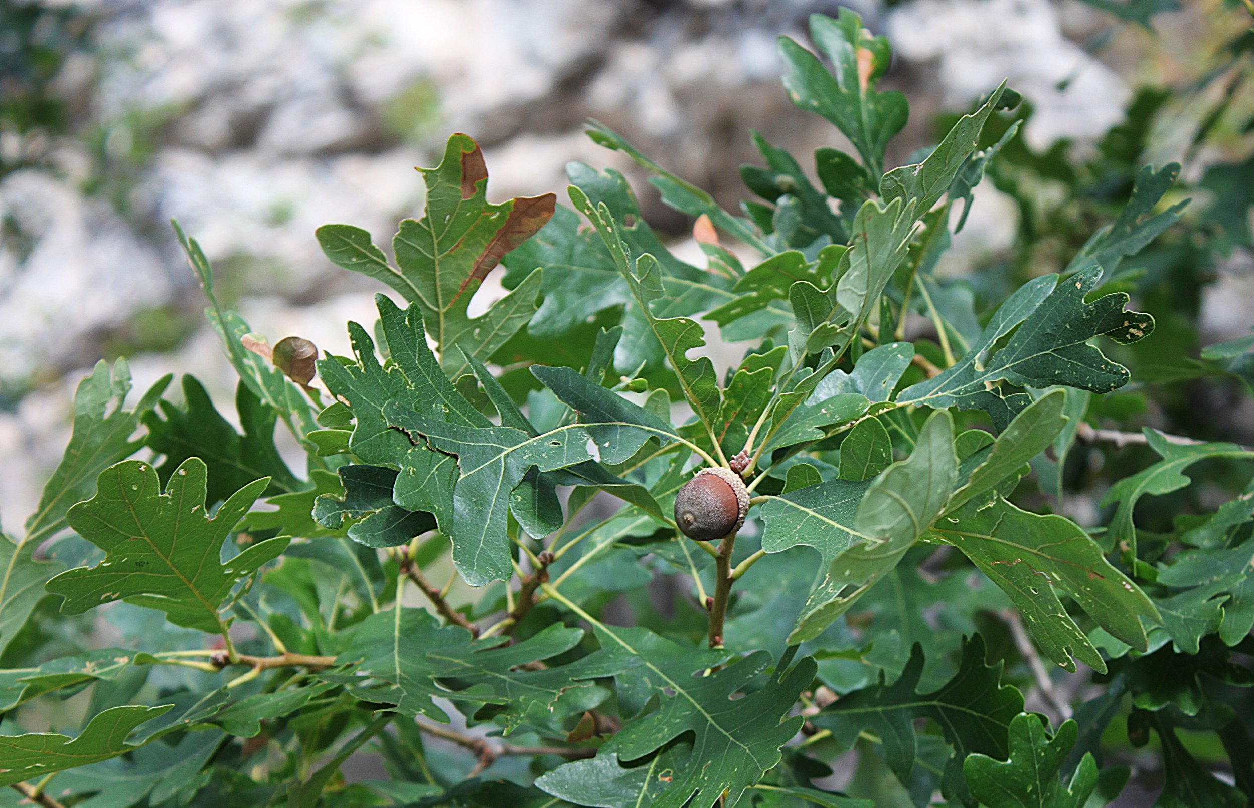 Oak Acorns