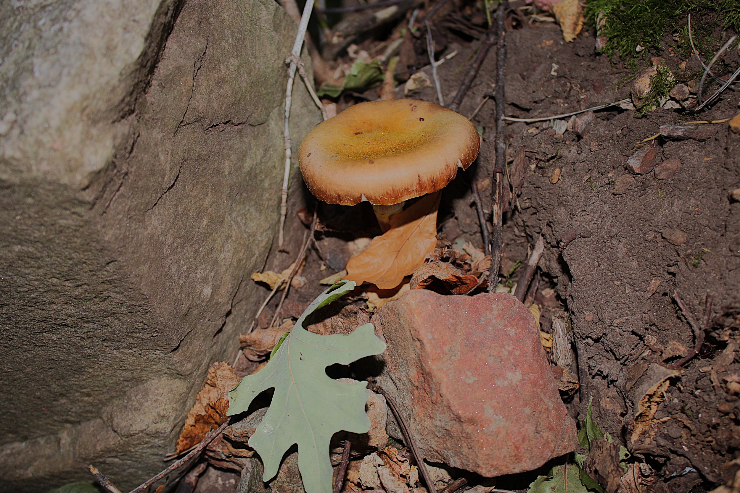 Mushroom at Botany Bay