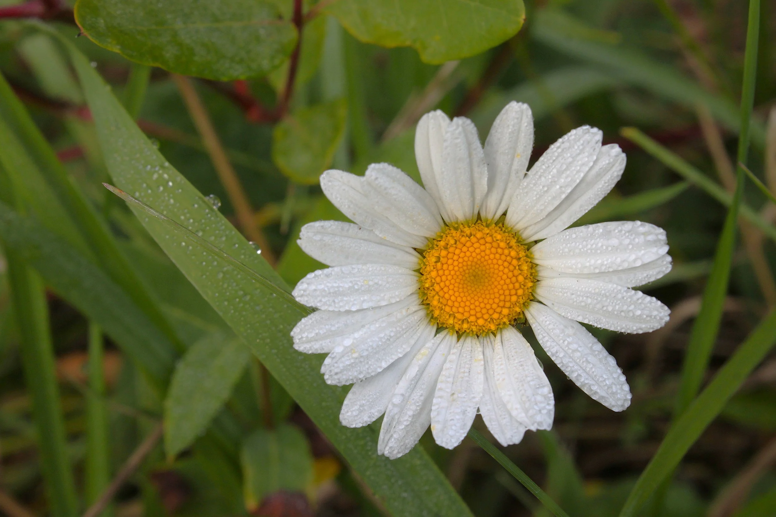 Daisy near Long Valley Picnic Area