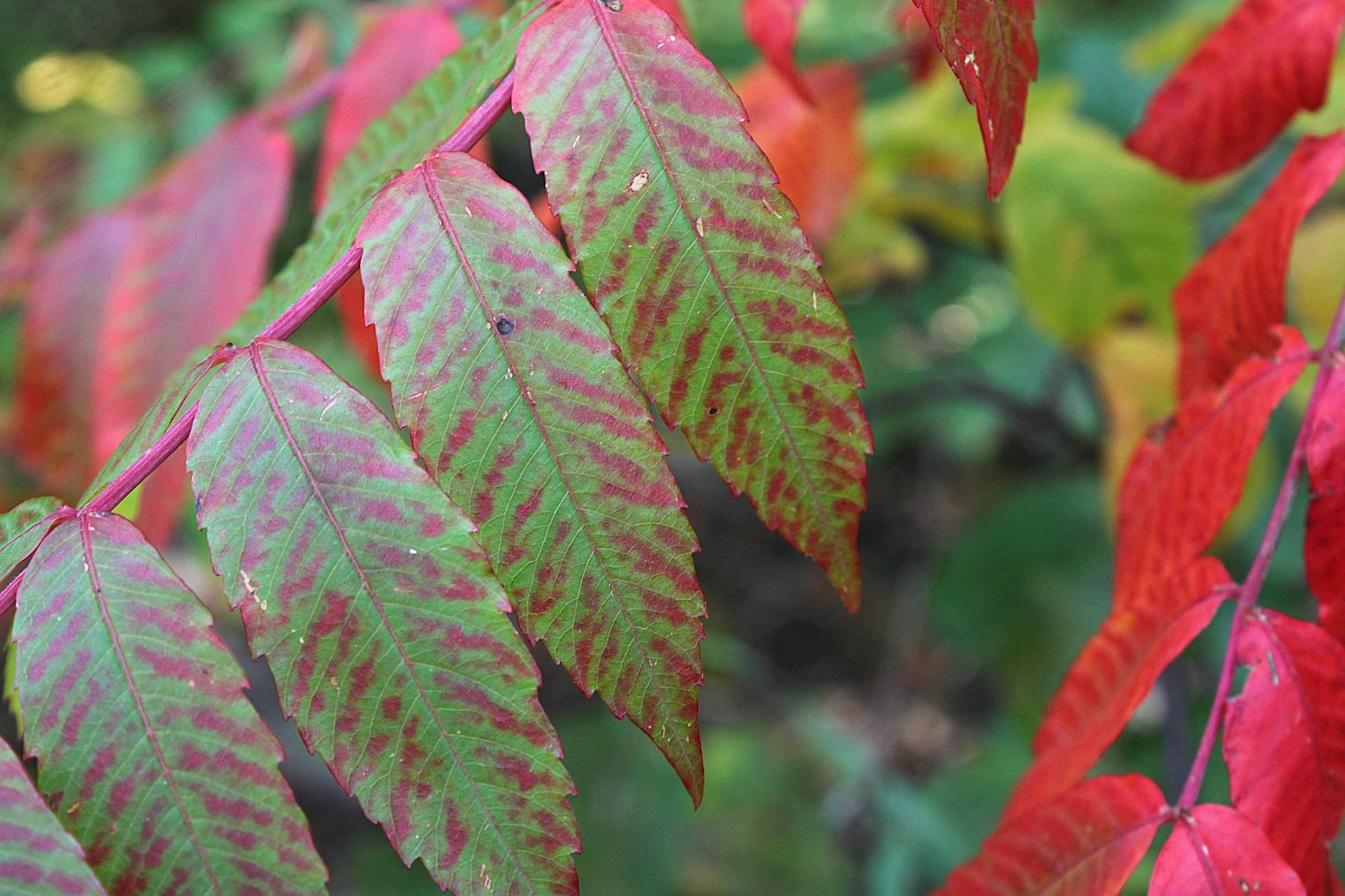 Sumac