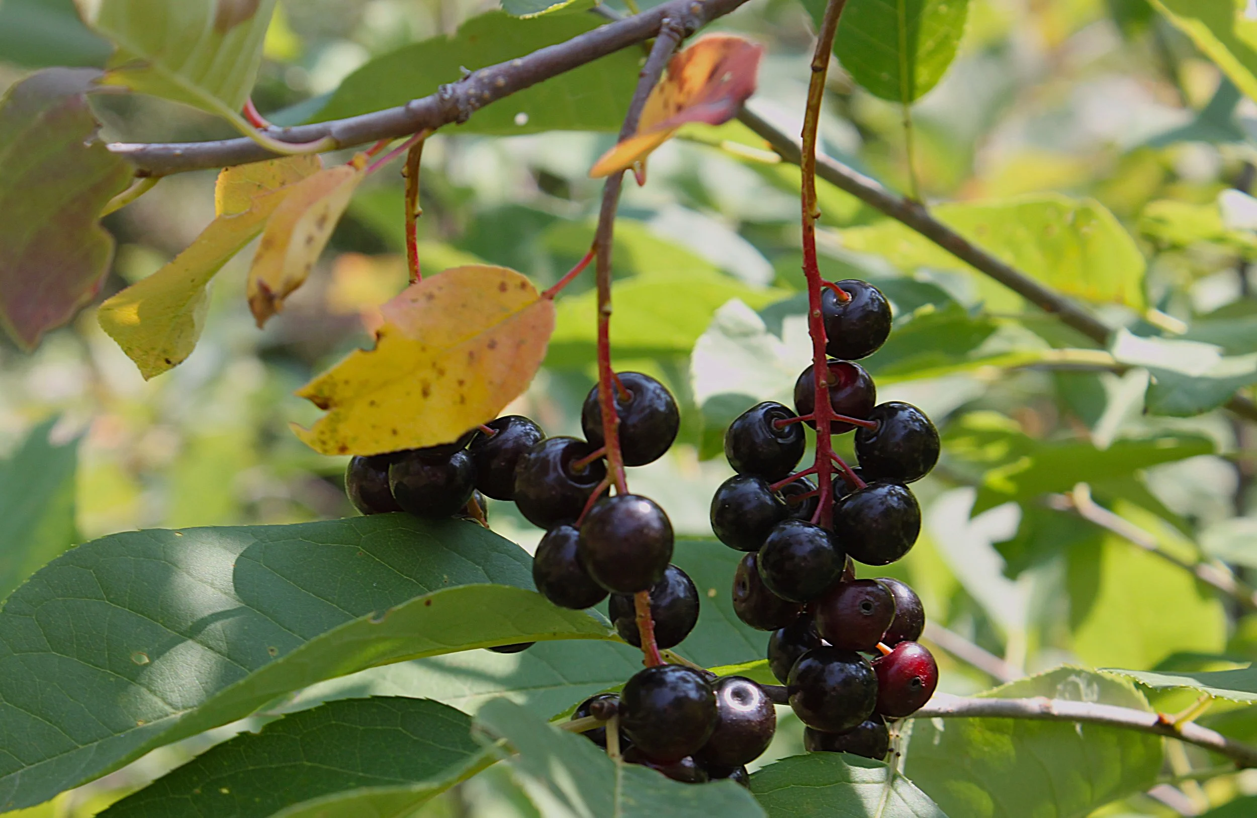 Chokecherry