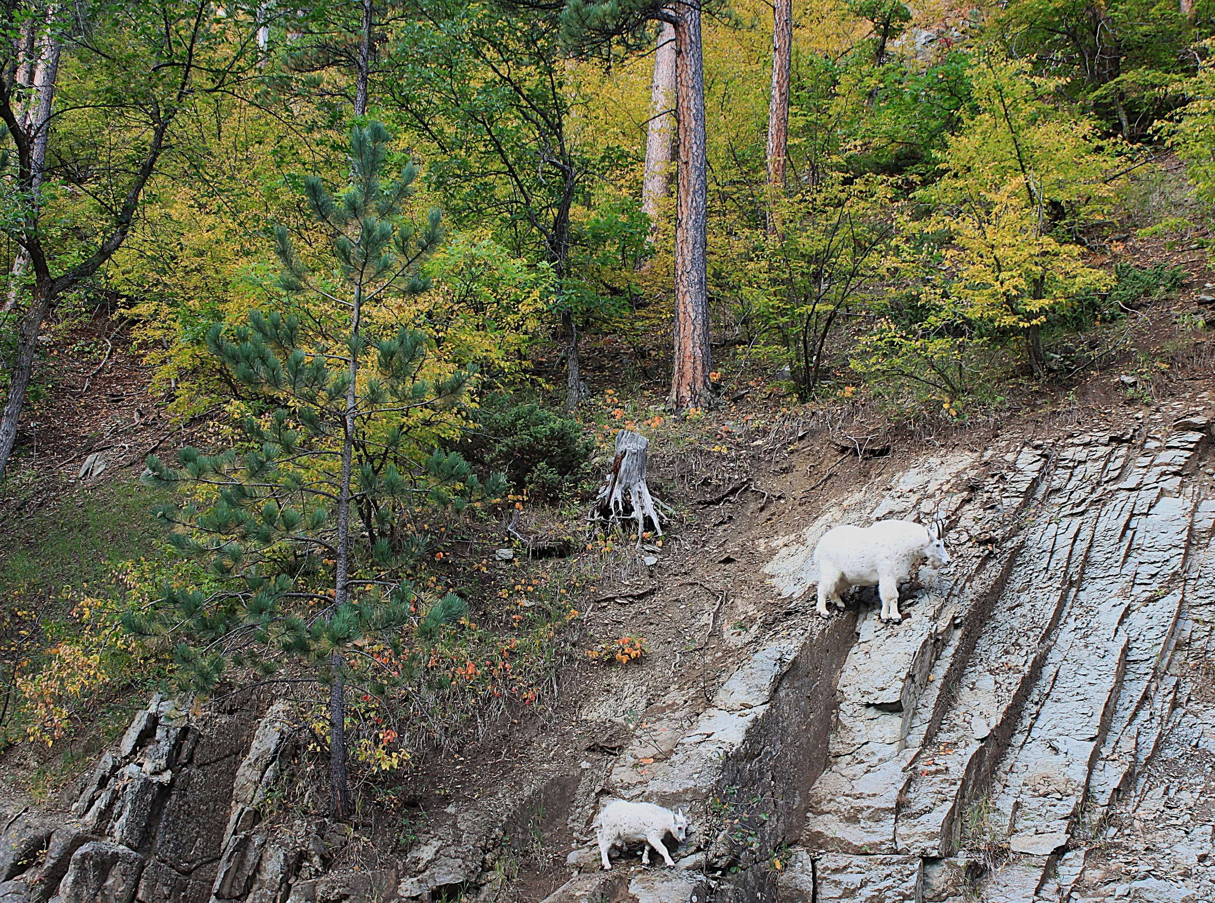 Mountain Goats near Bridal Veil Falls