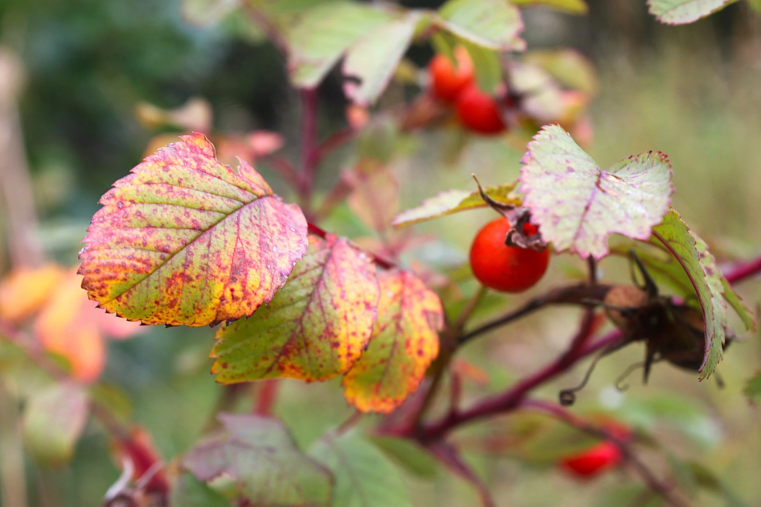 Rosehips