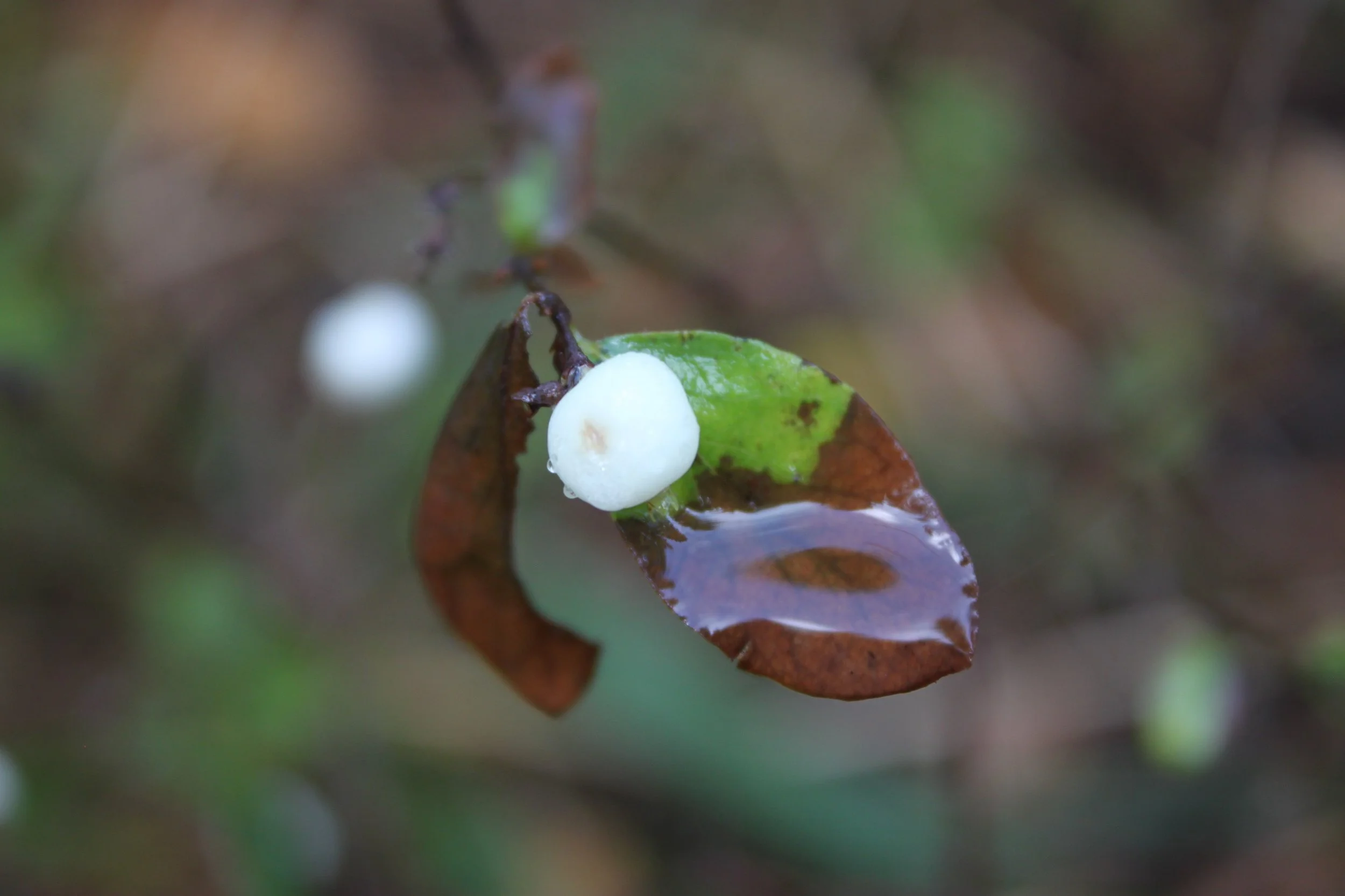 Creeping Snowberry and Raindrop