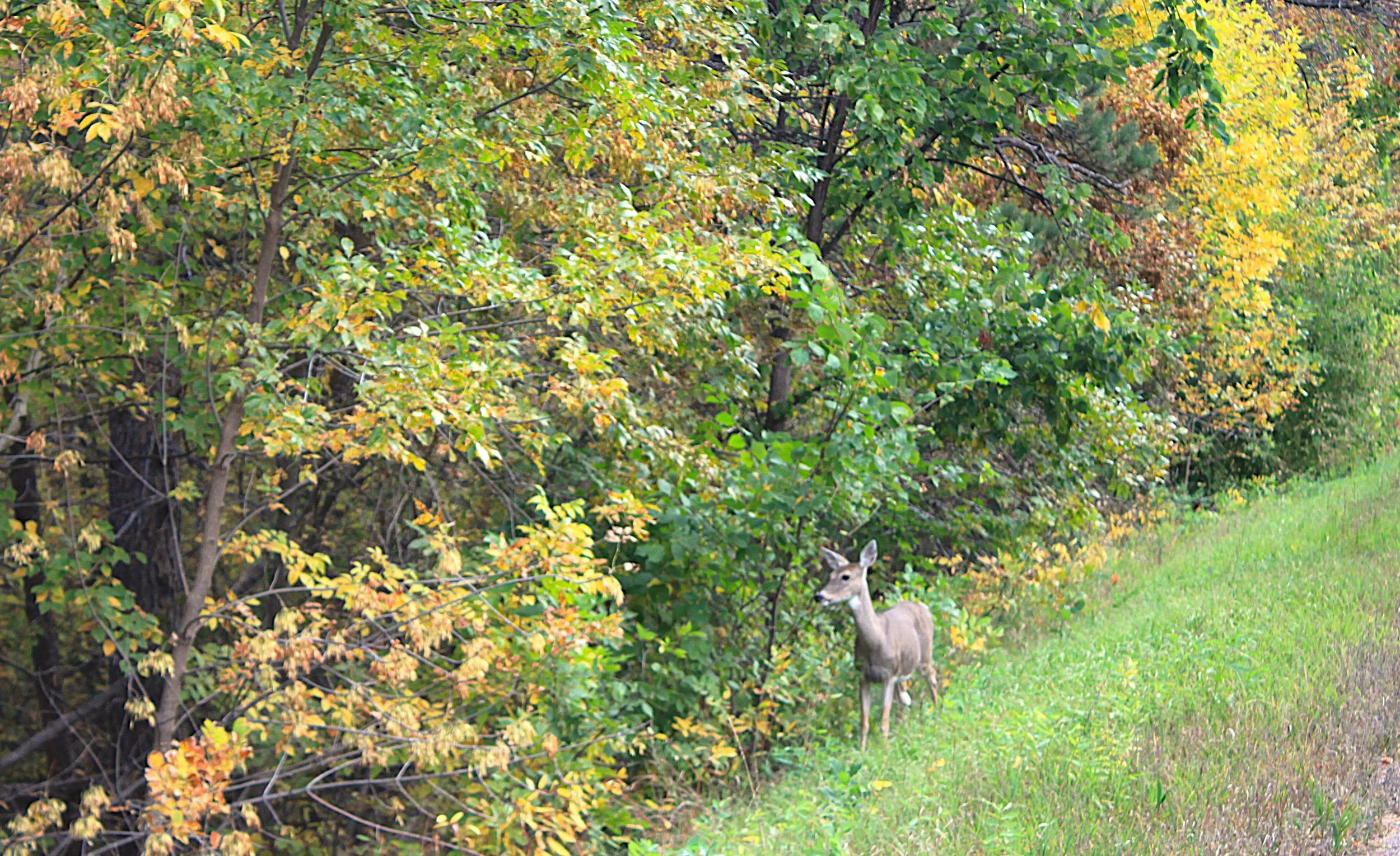 Deer &amp; Fall Foliage