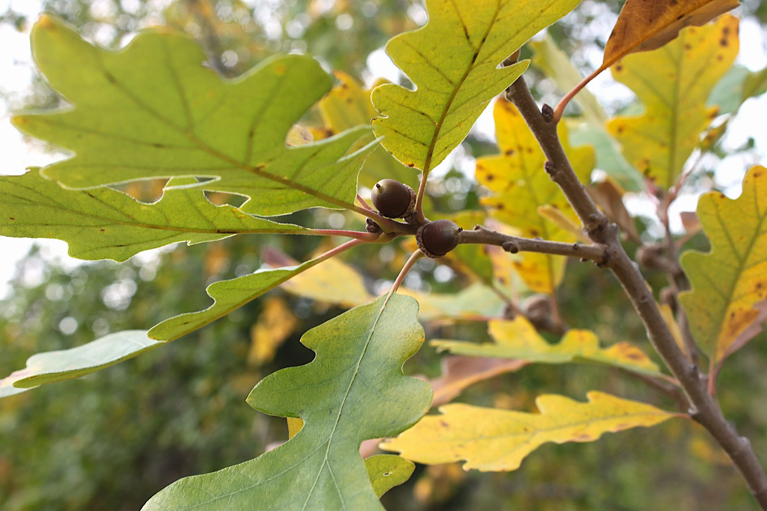 Oak with Acorns