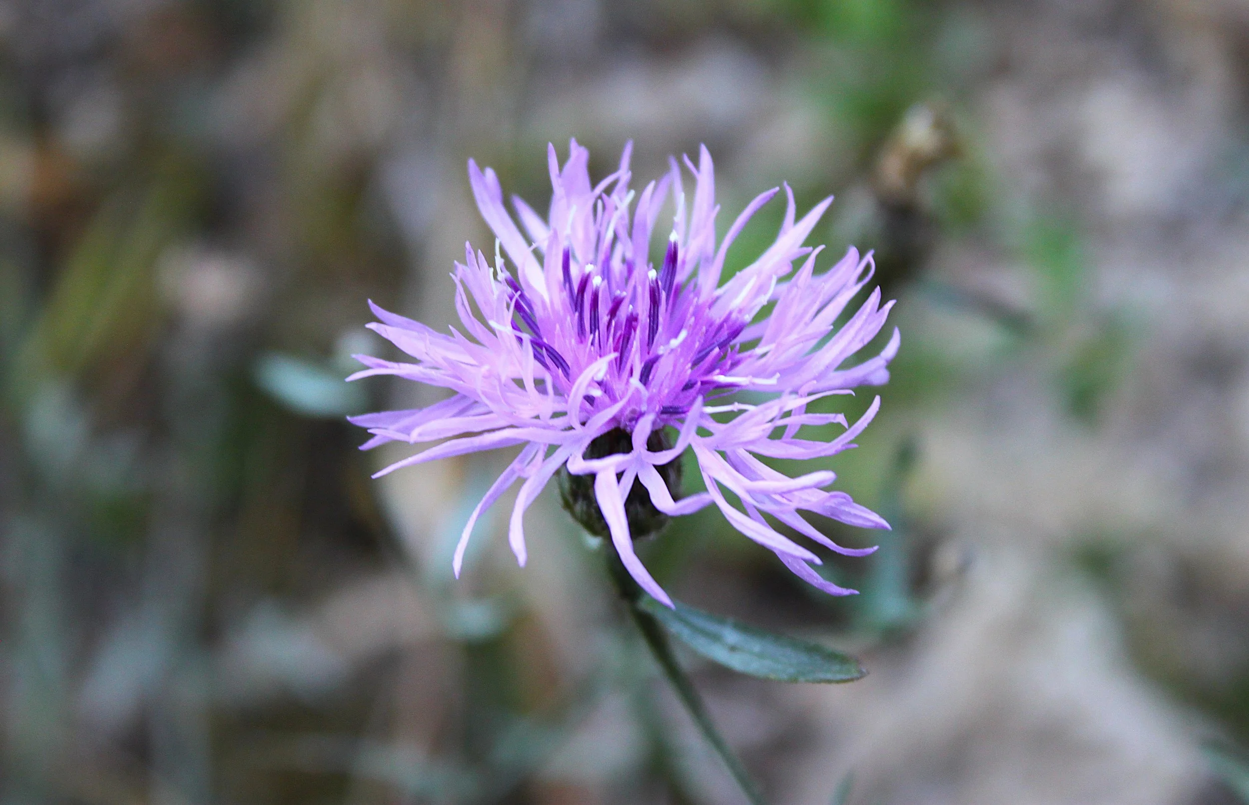 Spotted Knapweed