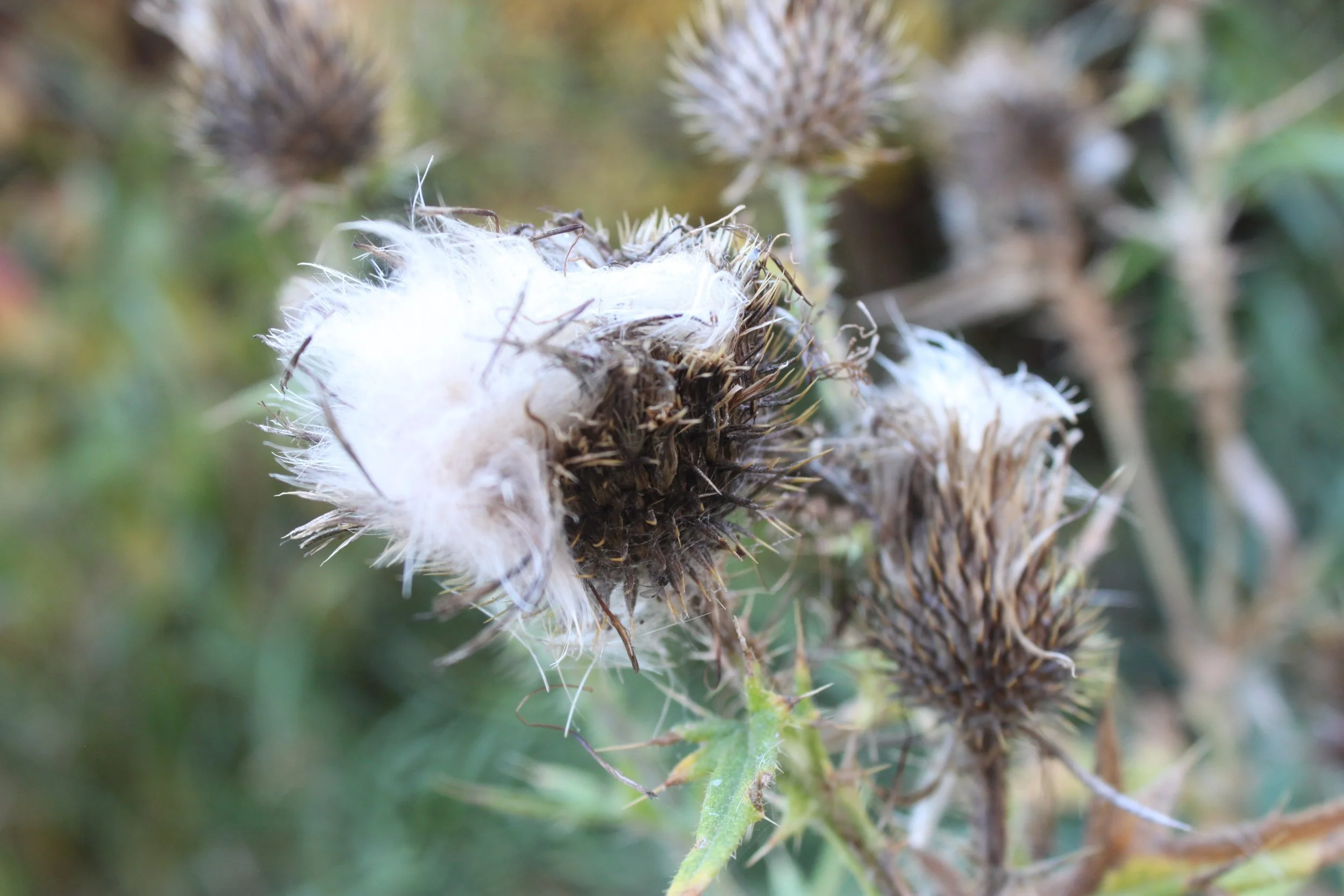Spotted knapweed (Cirsium serrulatum)
