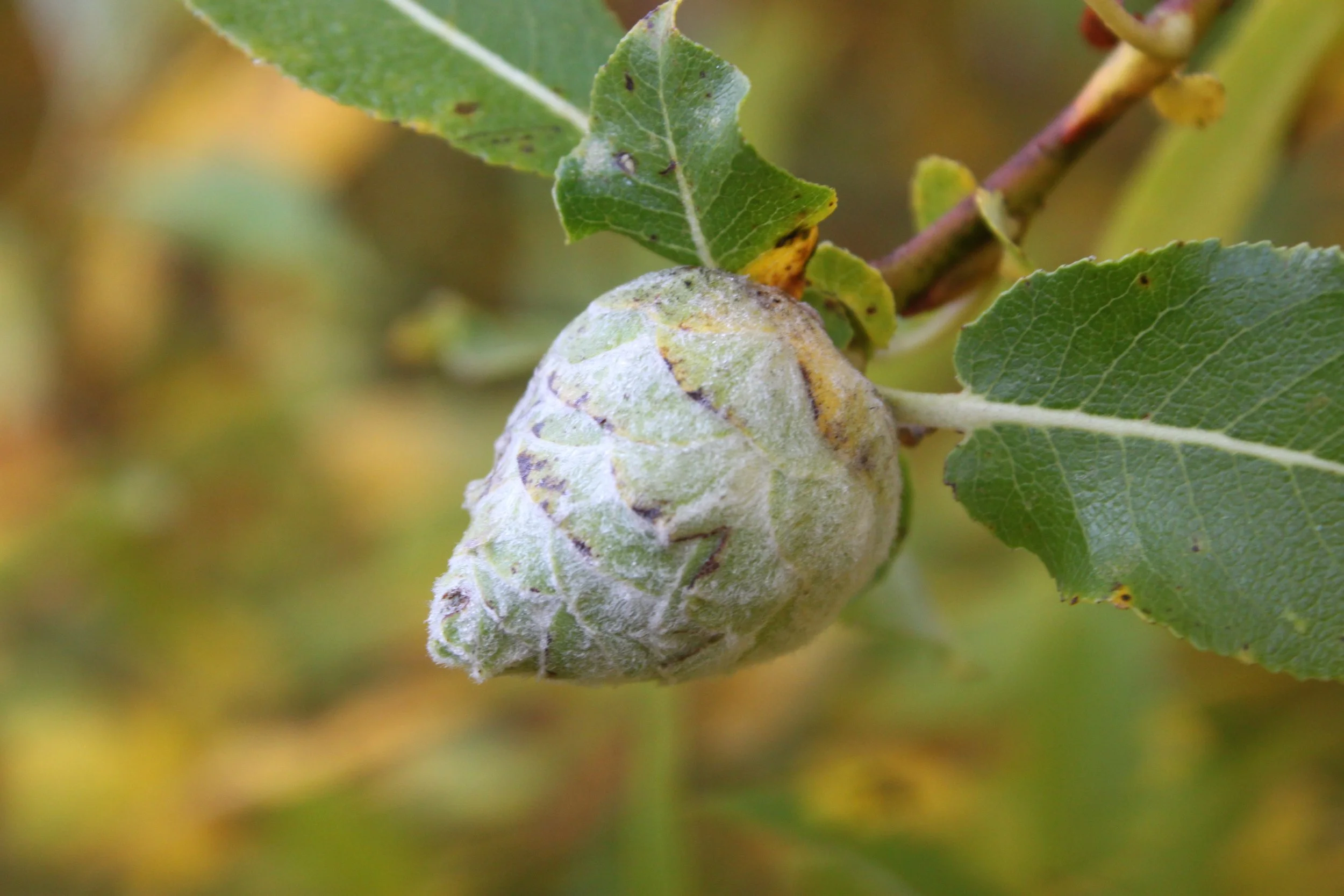 Willow pinecone gall midge