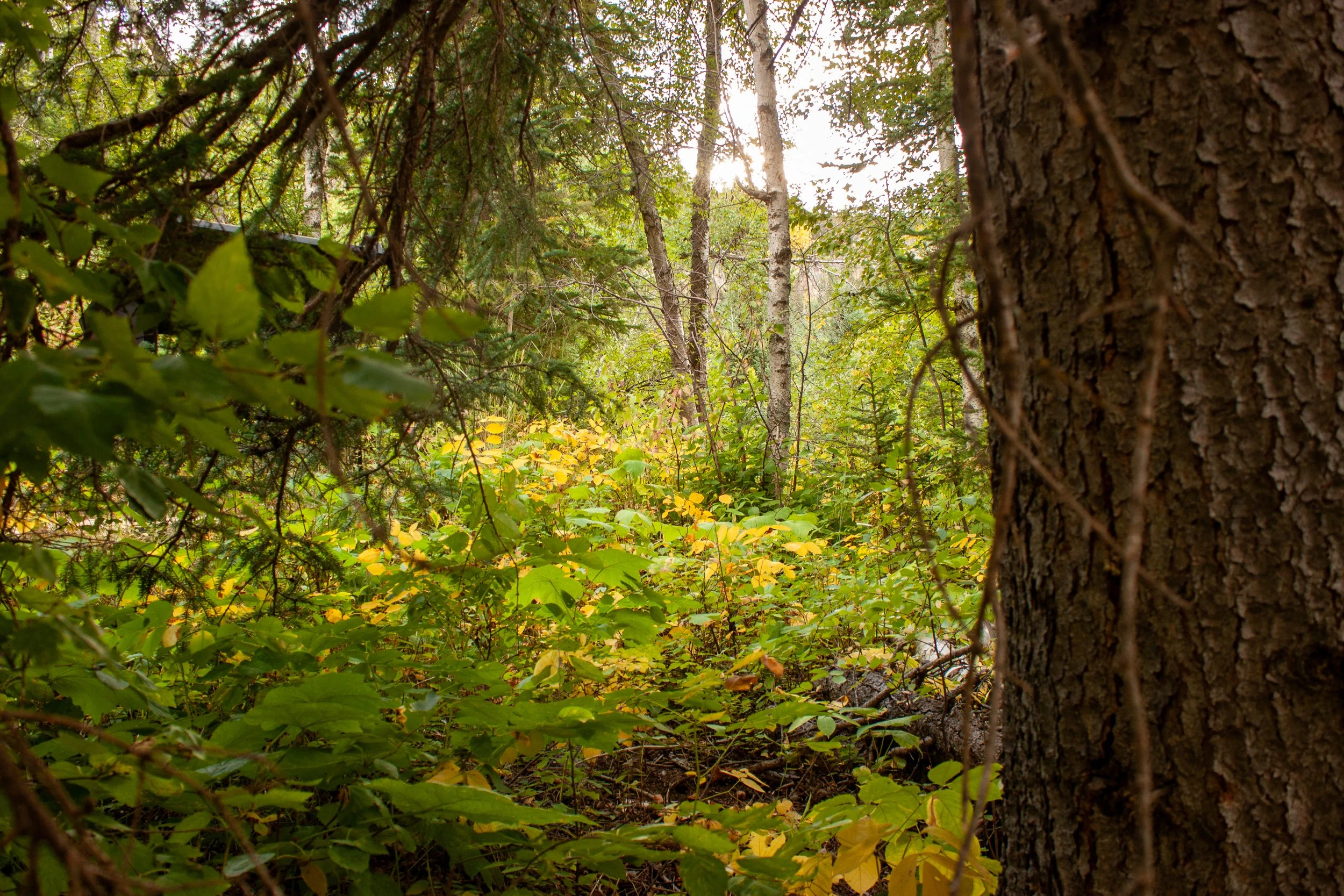 Roughlock Falls Trail