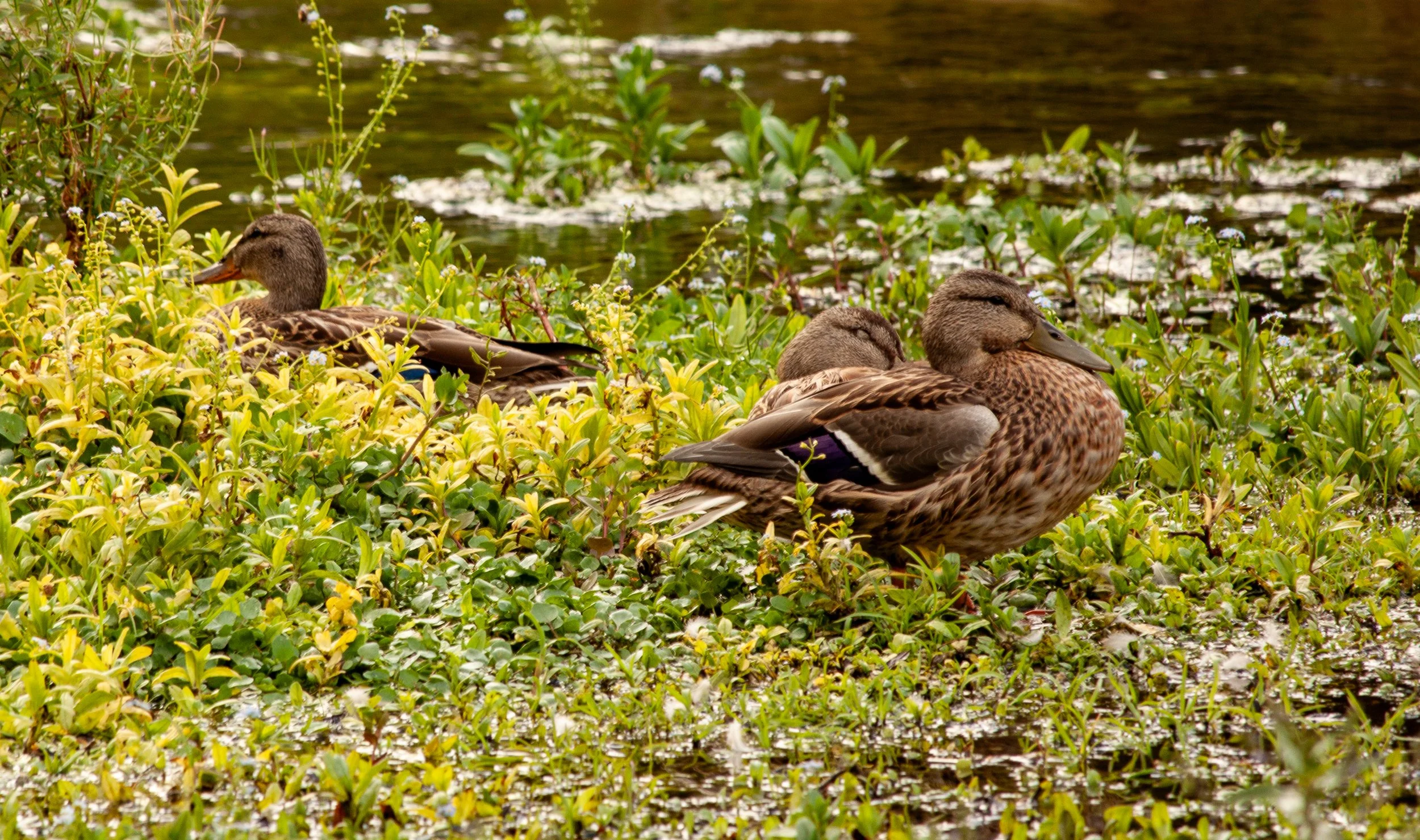 Mallards near Roughlock Falls Trail